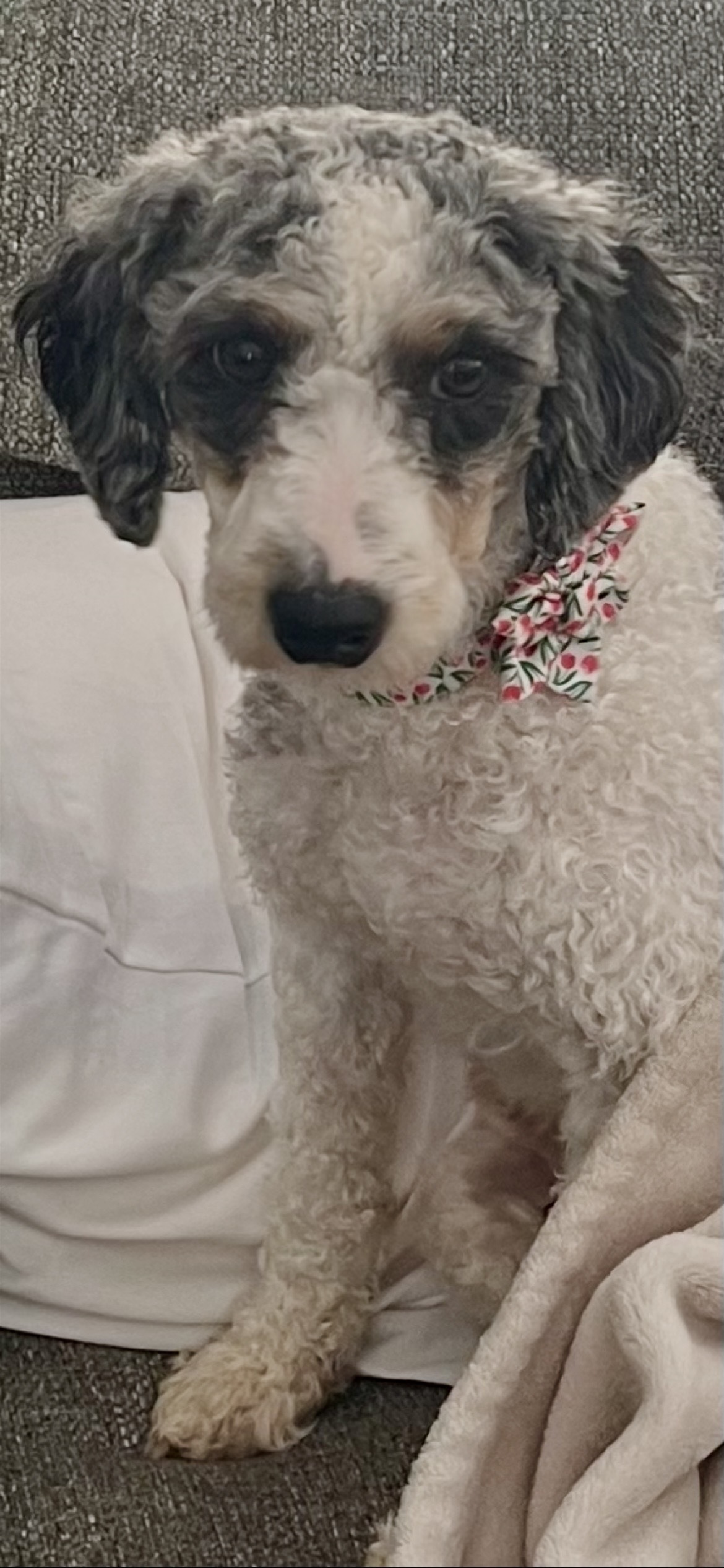 Lost Berniedoodle: Quail Hill Lane