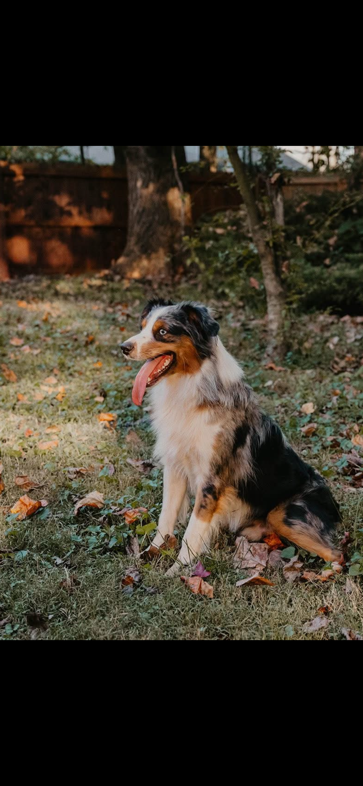 Fast & Fearful: Lost Mini Aussie in GV