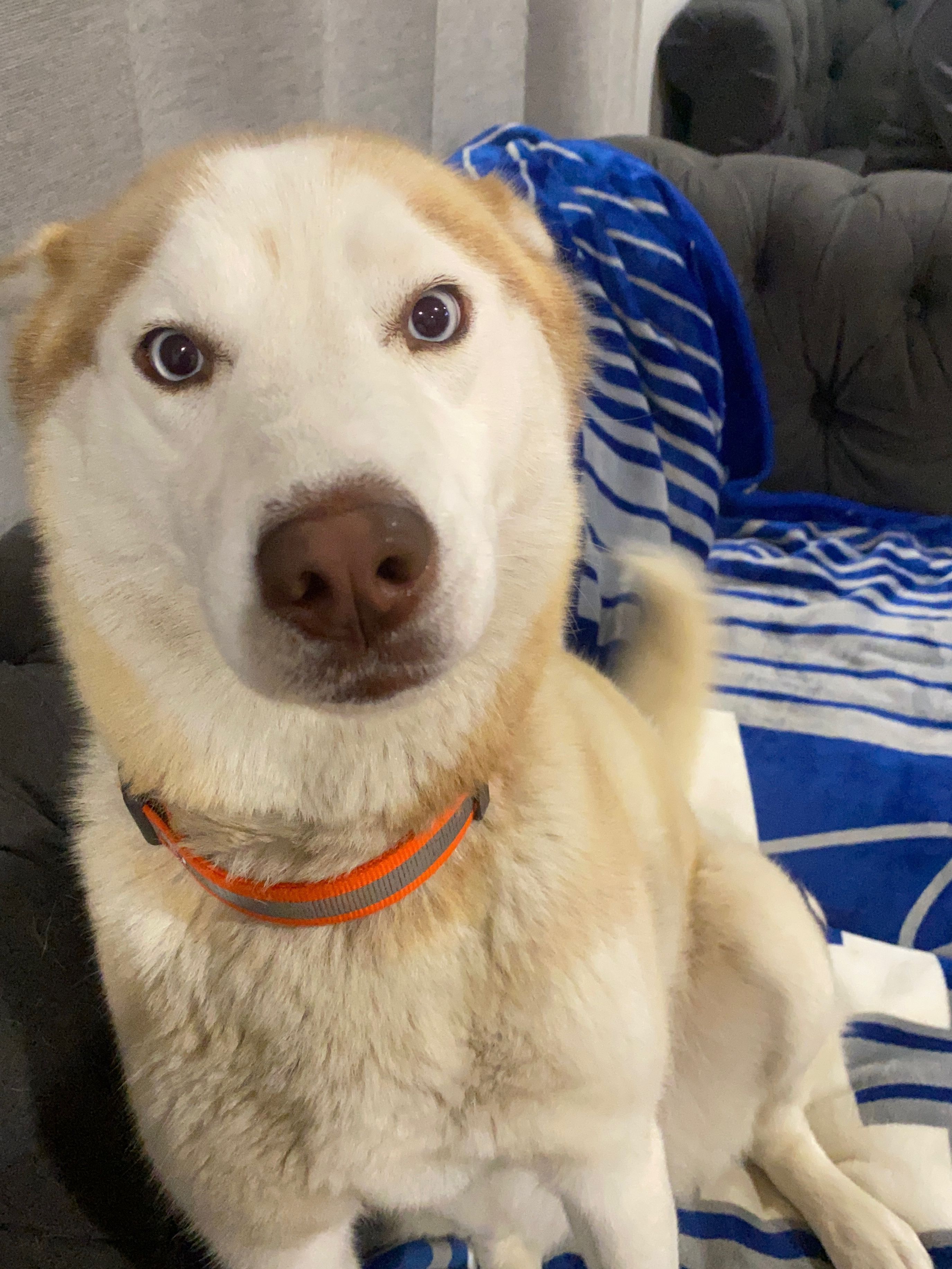 Lost Dog: Cream & Brown in Anaheim