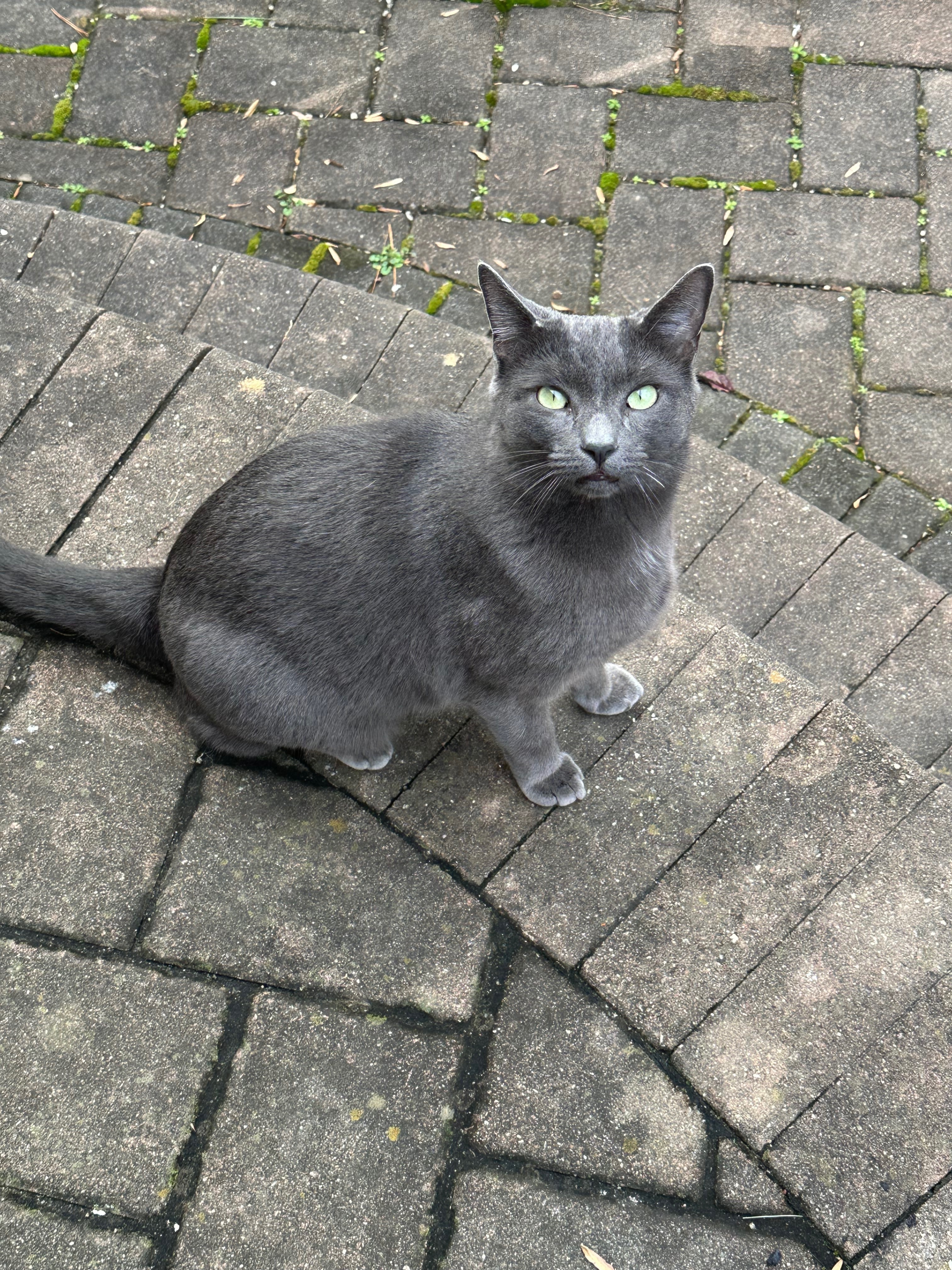 Found: Sweet Gray Cat in North...
