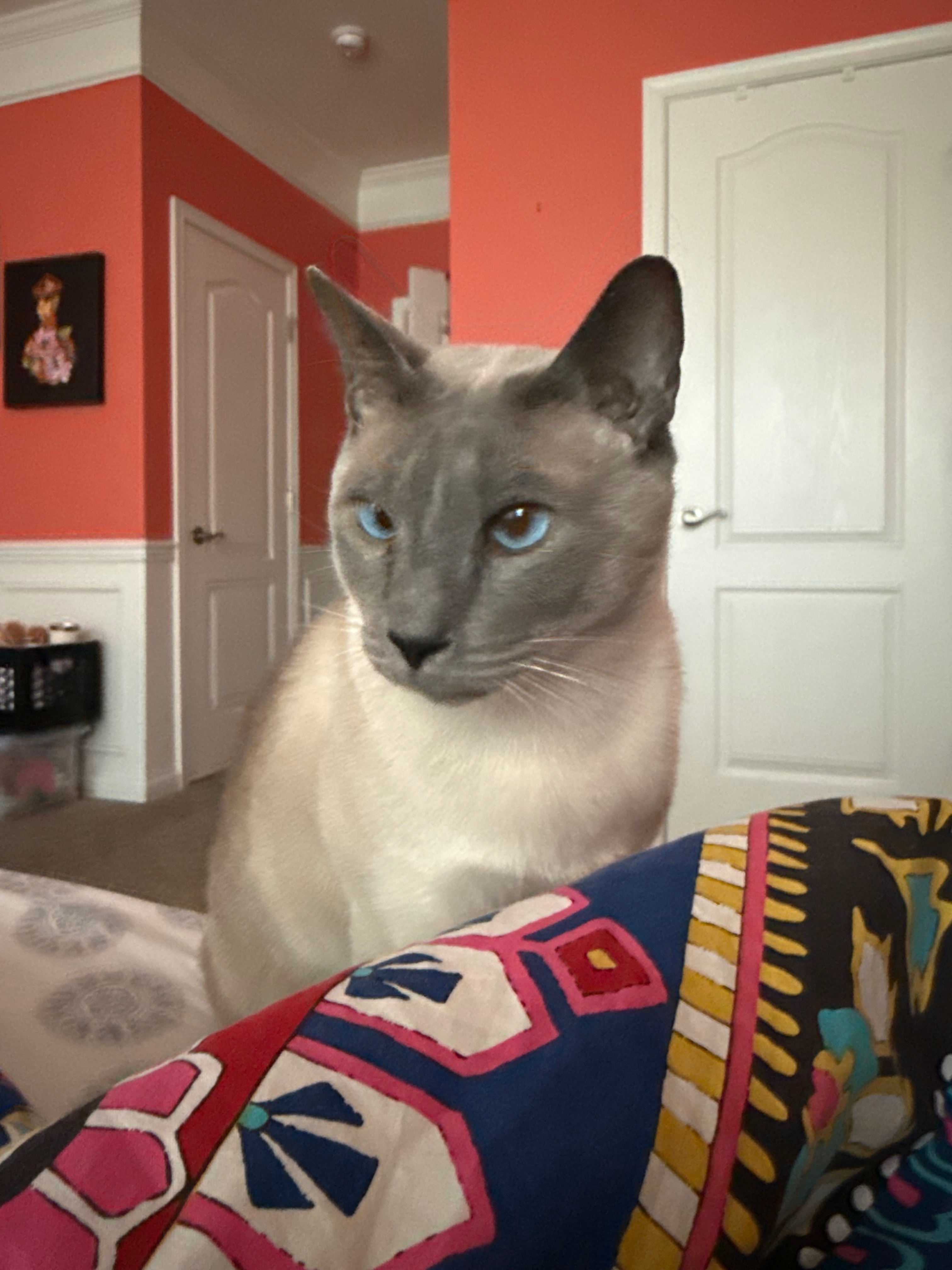 Lost Cross-Eyed Cat: Dove Wing Court