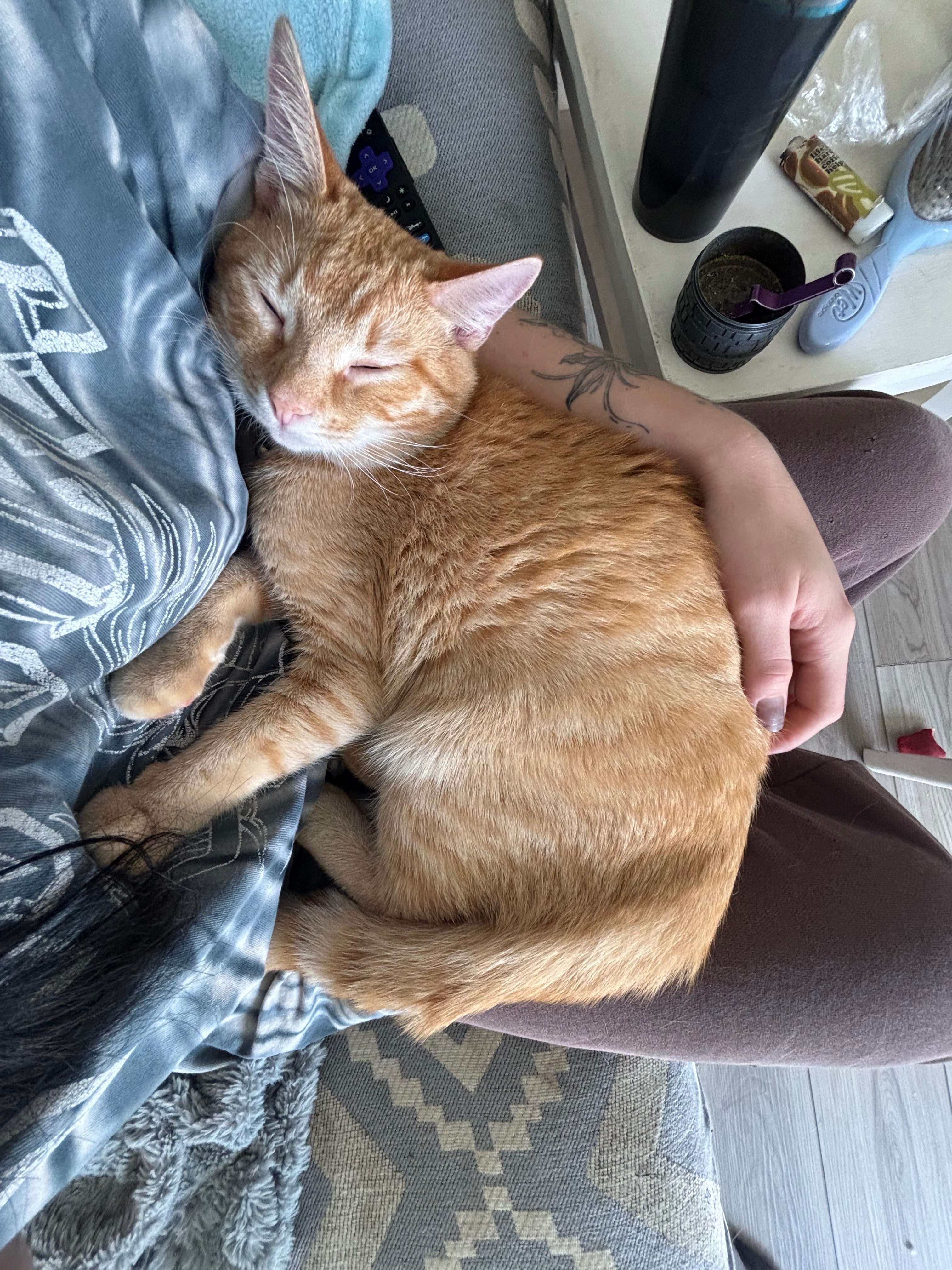 Missing: Orange Cat Biscuit in Florida