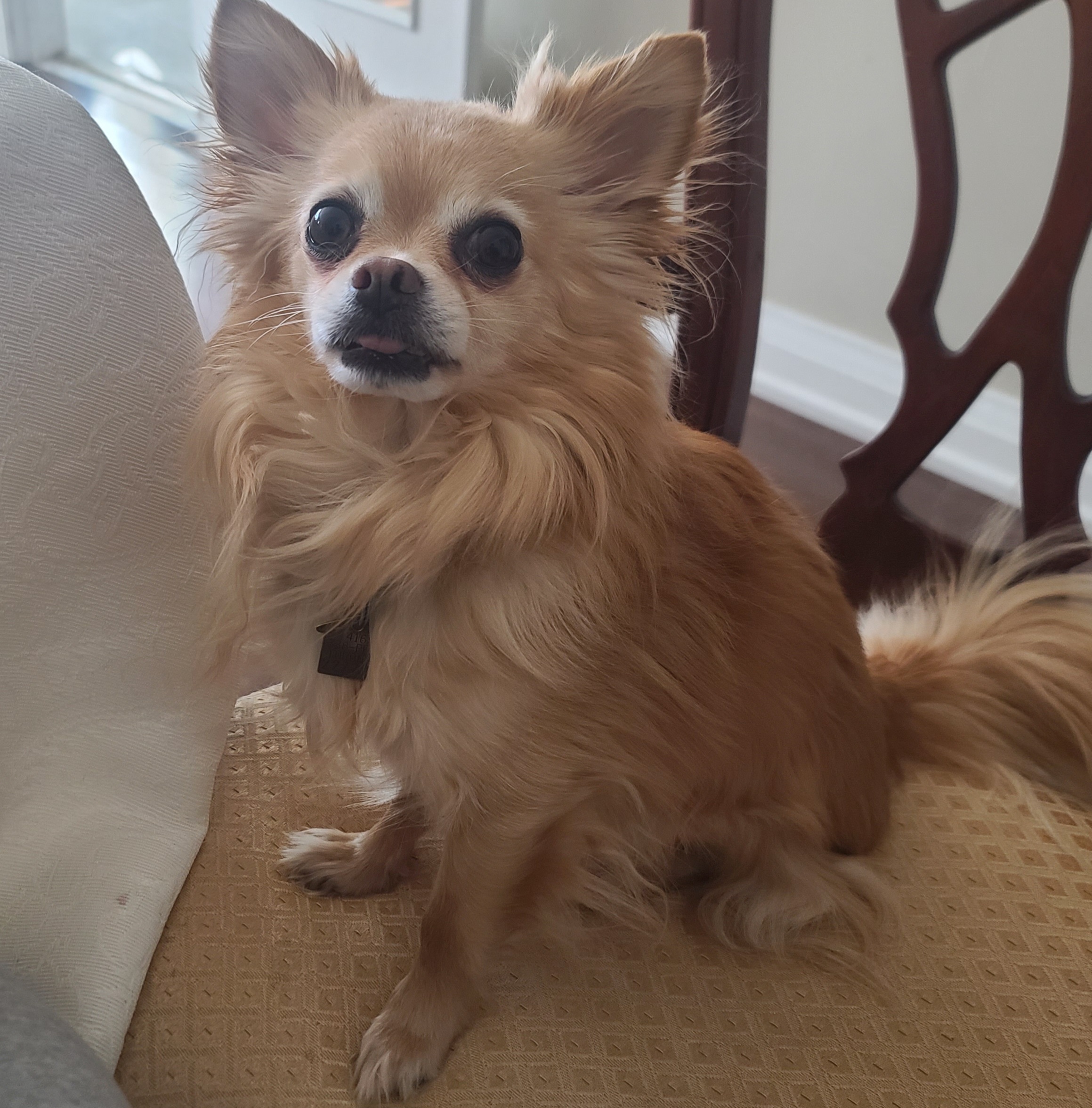 Lost: Blind Chihuahua in Toronto