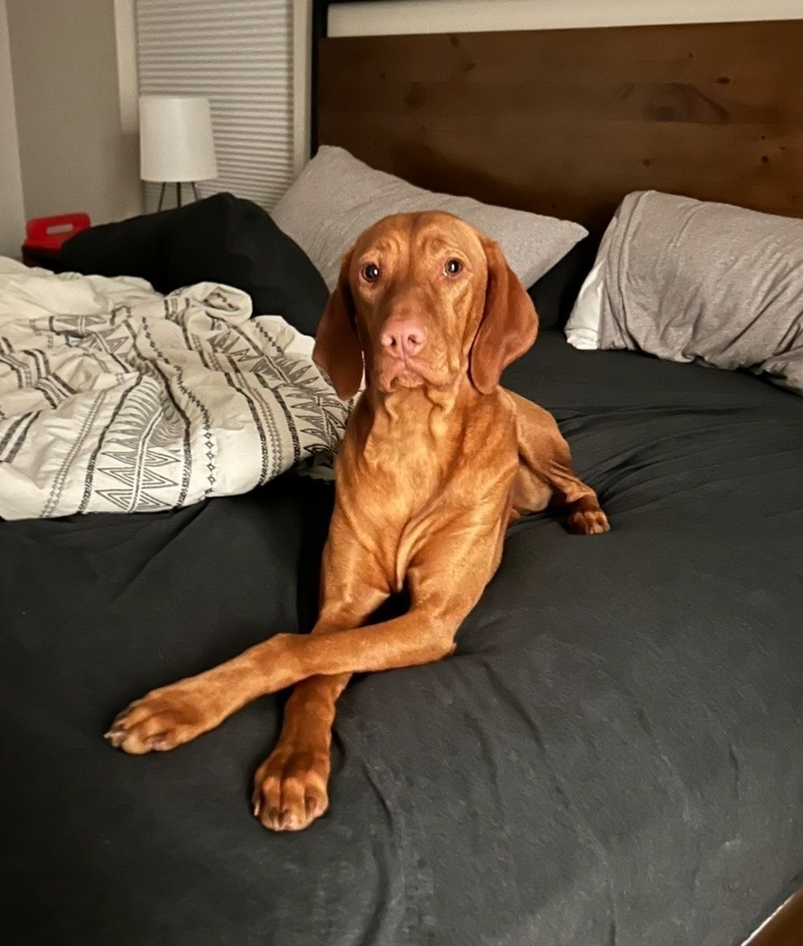 Help Find Our Missing Vizsla in Brighton!