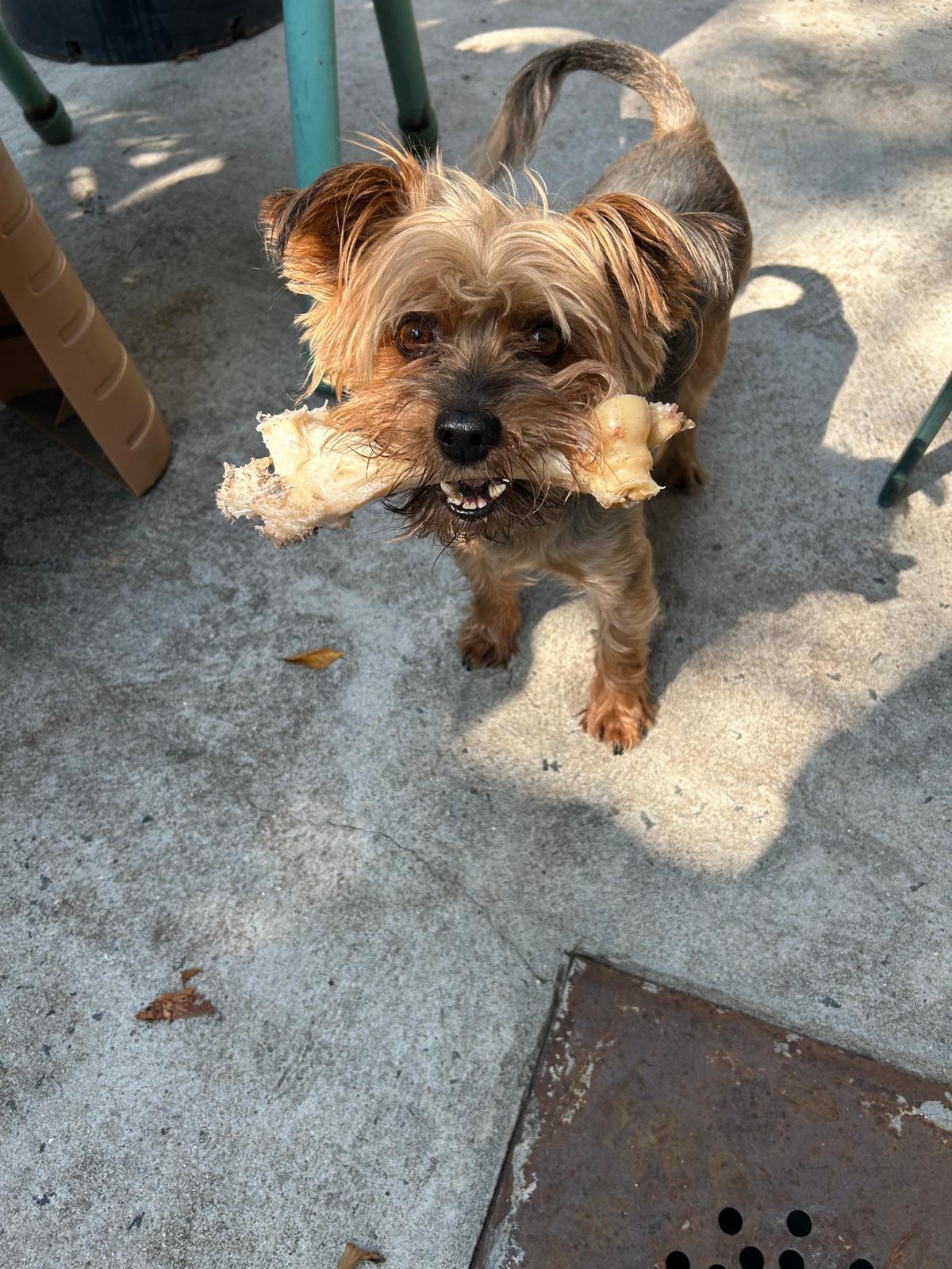 Lost York Mix Gizmo: Tan Fur, Long Tail