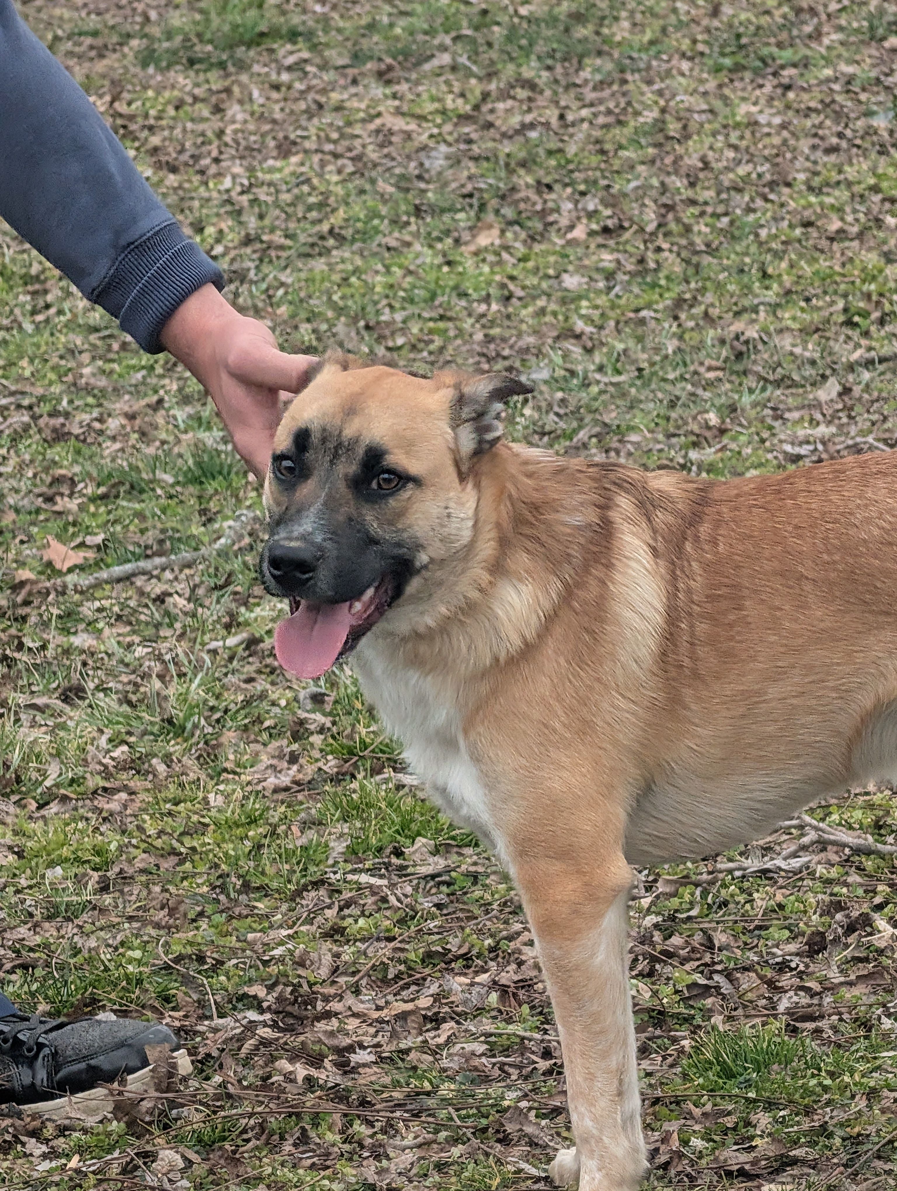 Found: Golden Dog with Dark Ma...