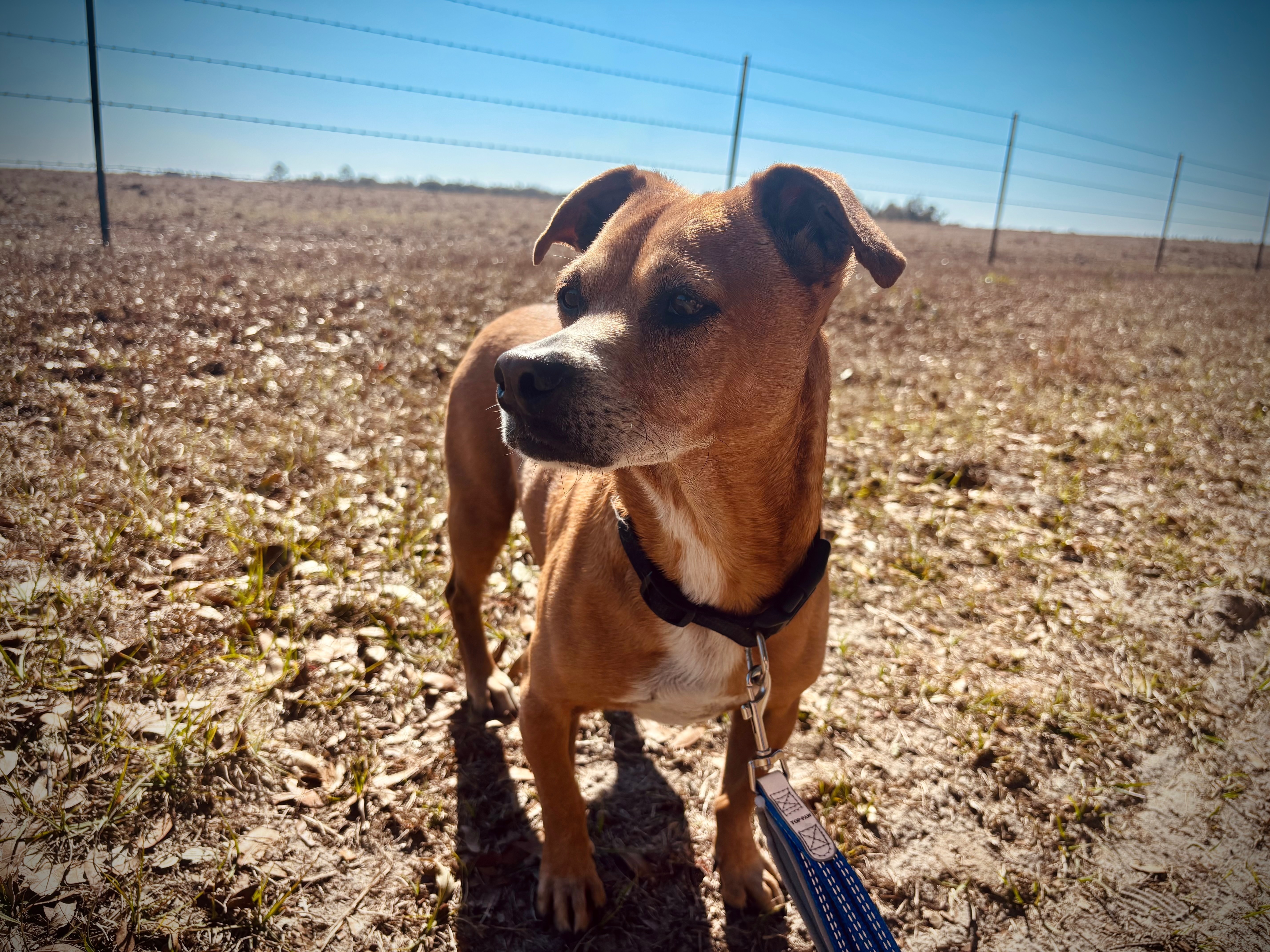 Lost Dog in Lake City: Brown & Cream