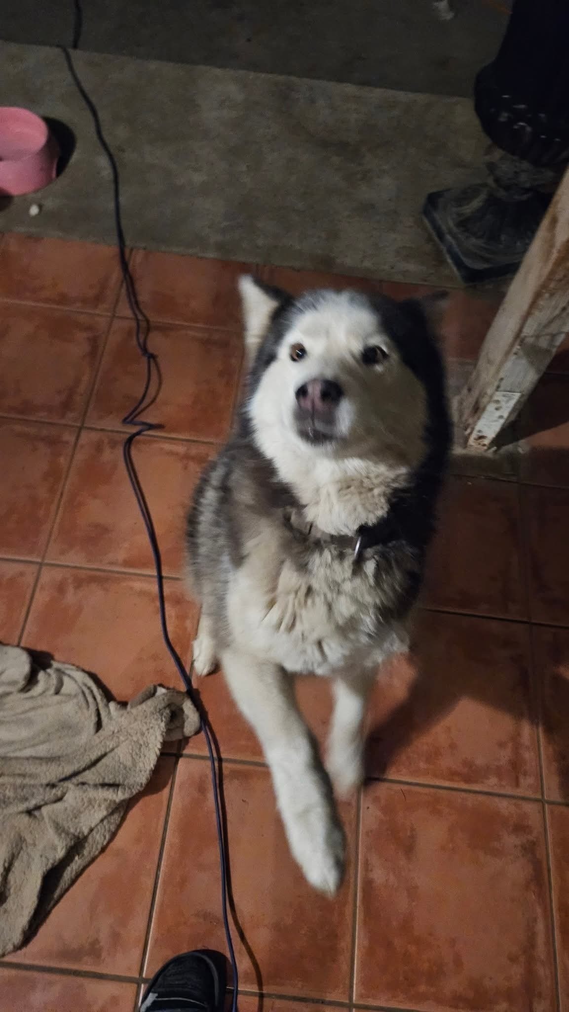 Lost Husky: Black & White on 24th St.