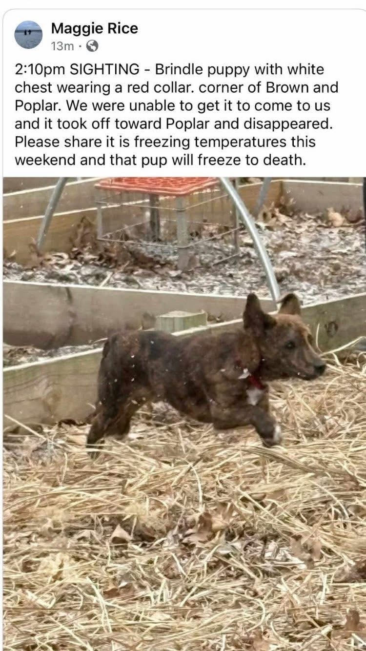 Lost Dog: Dawkins, Brindled & Scared