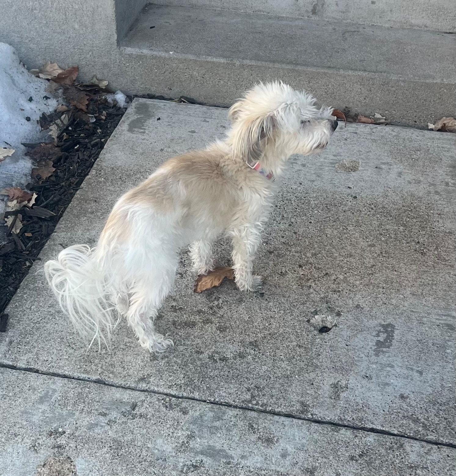 Lost Neutered White Dog in Woodbury