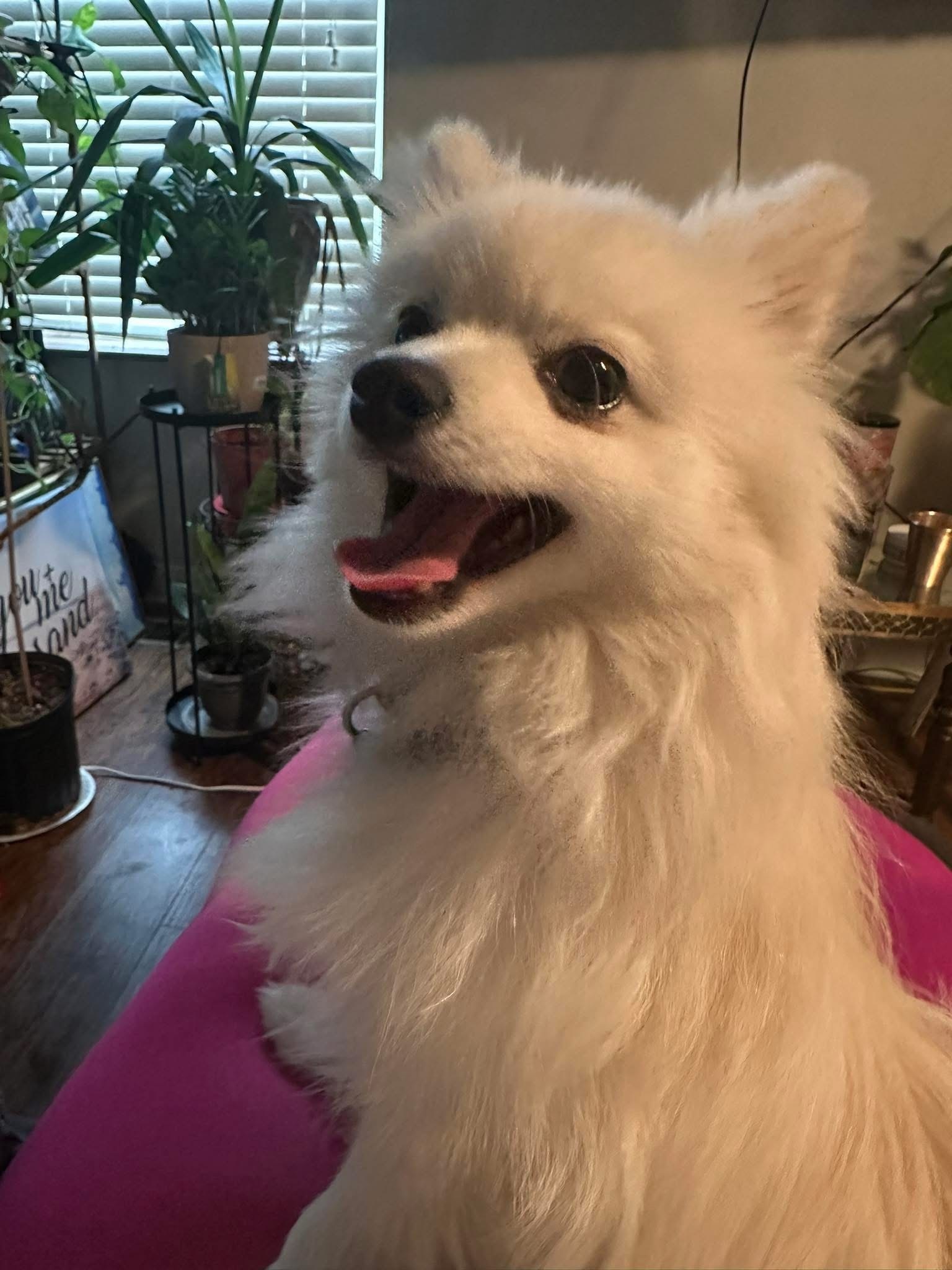 Lost White Pom: Possible Sighting in Columbus