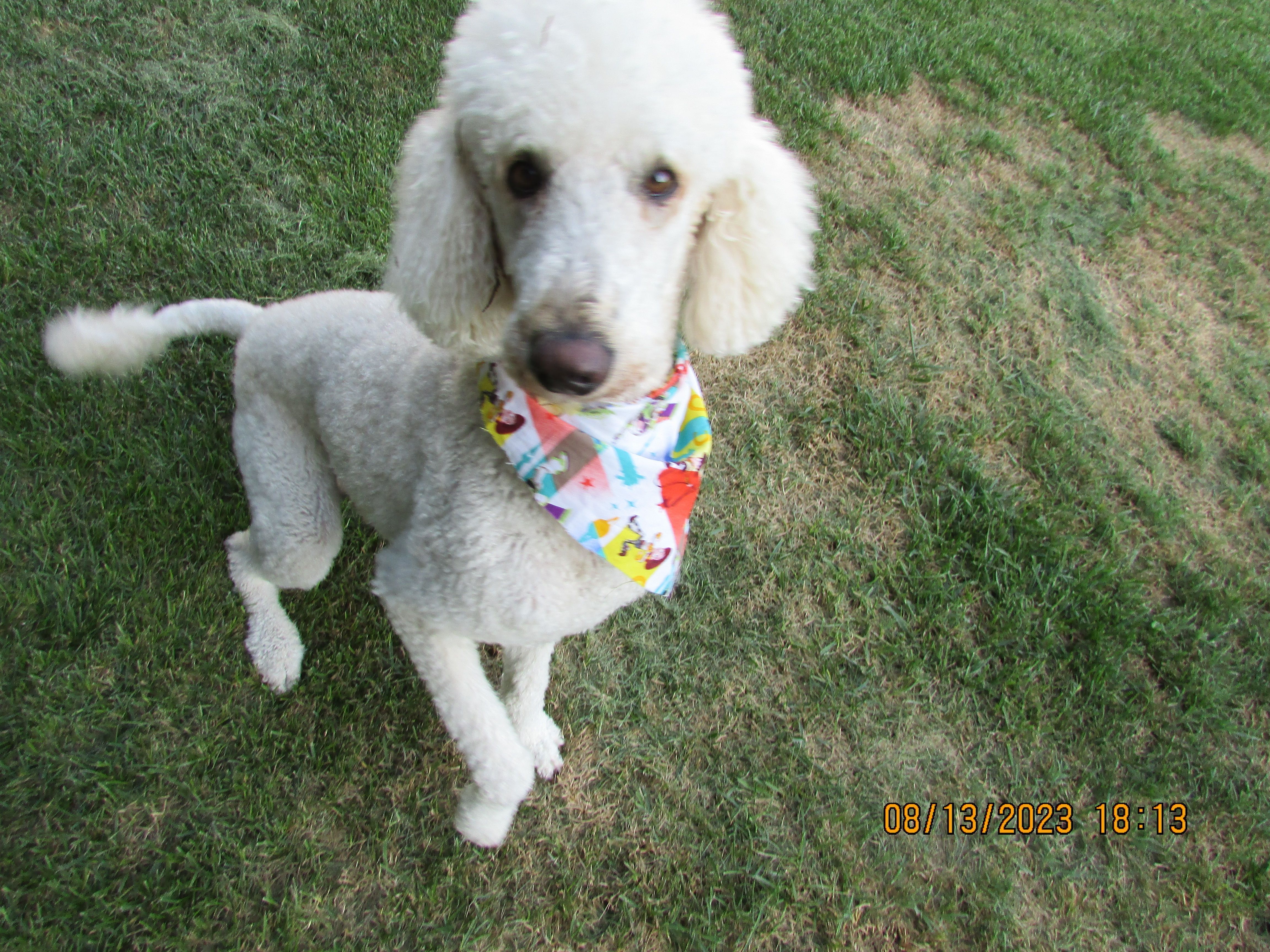 Help Find Jasper: Missing Poodle, Reward!