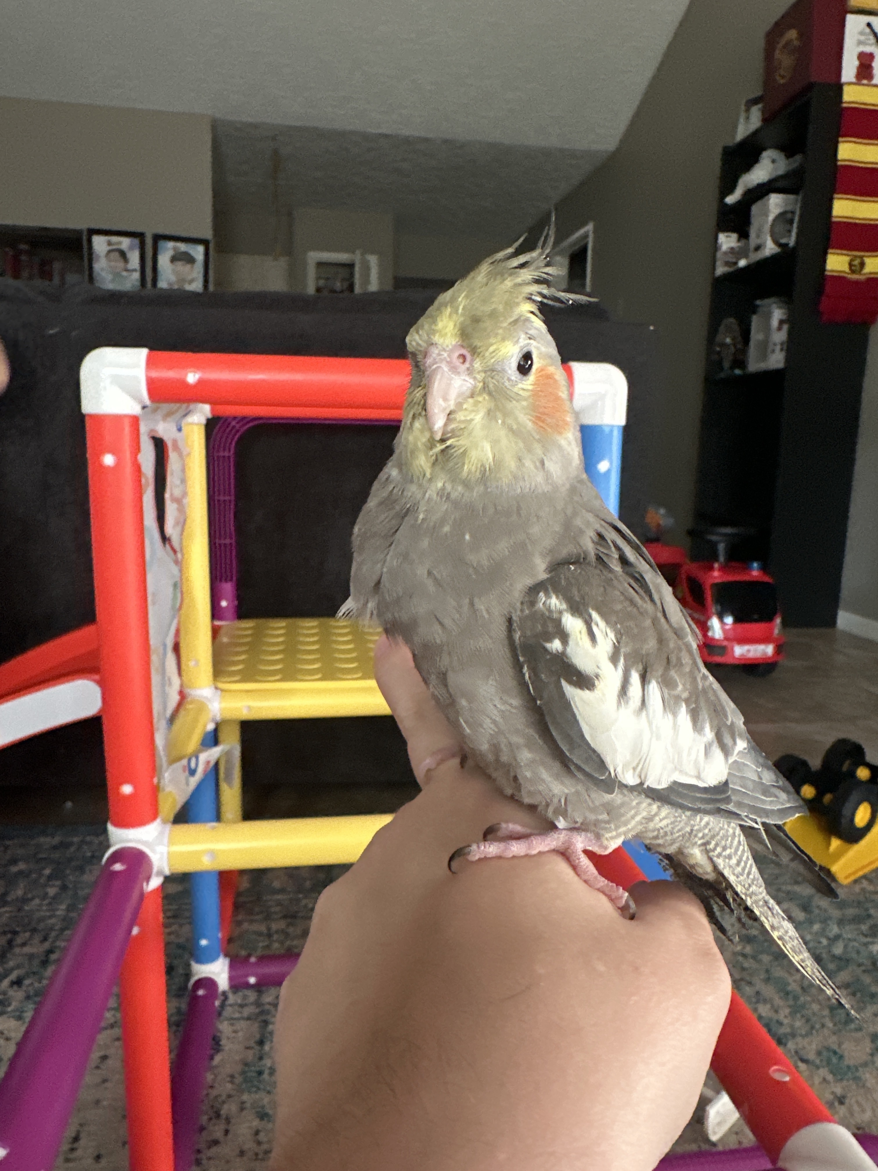 Missing Grey Bird: Pepper in Katy