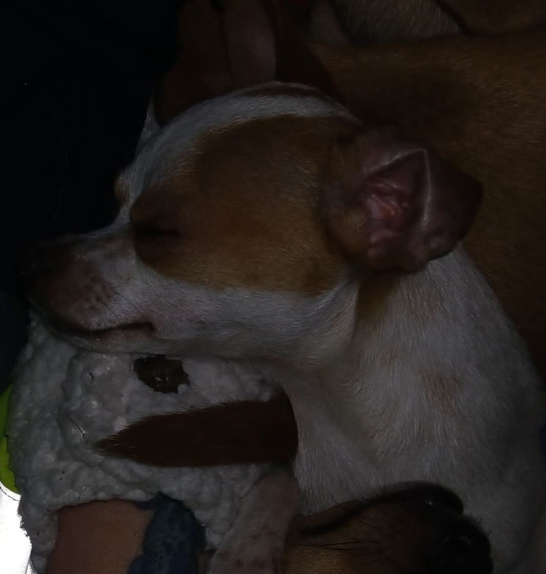 Help Find Peewee: Small White & Tan Dog