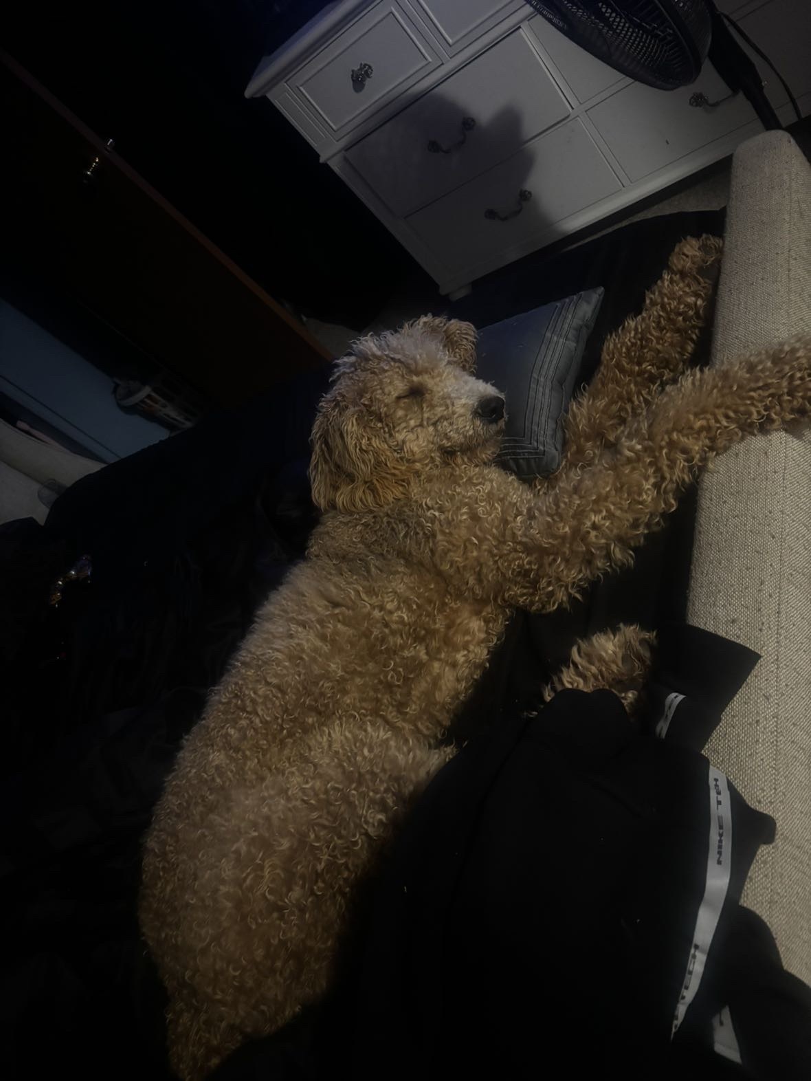 Missing Tan Pup with Mohawk in KY