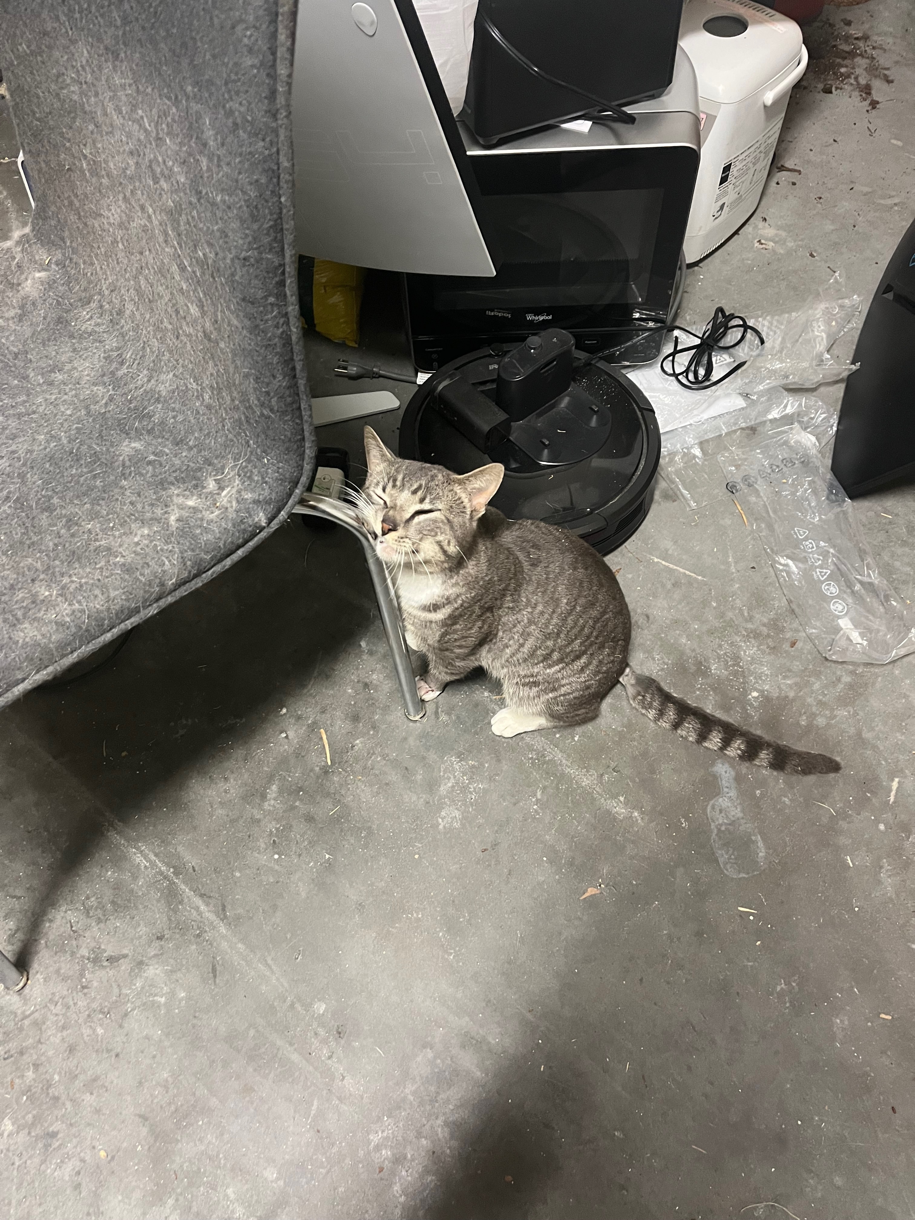 Found: Gray Tabby with White P...