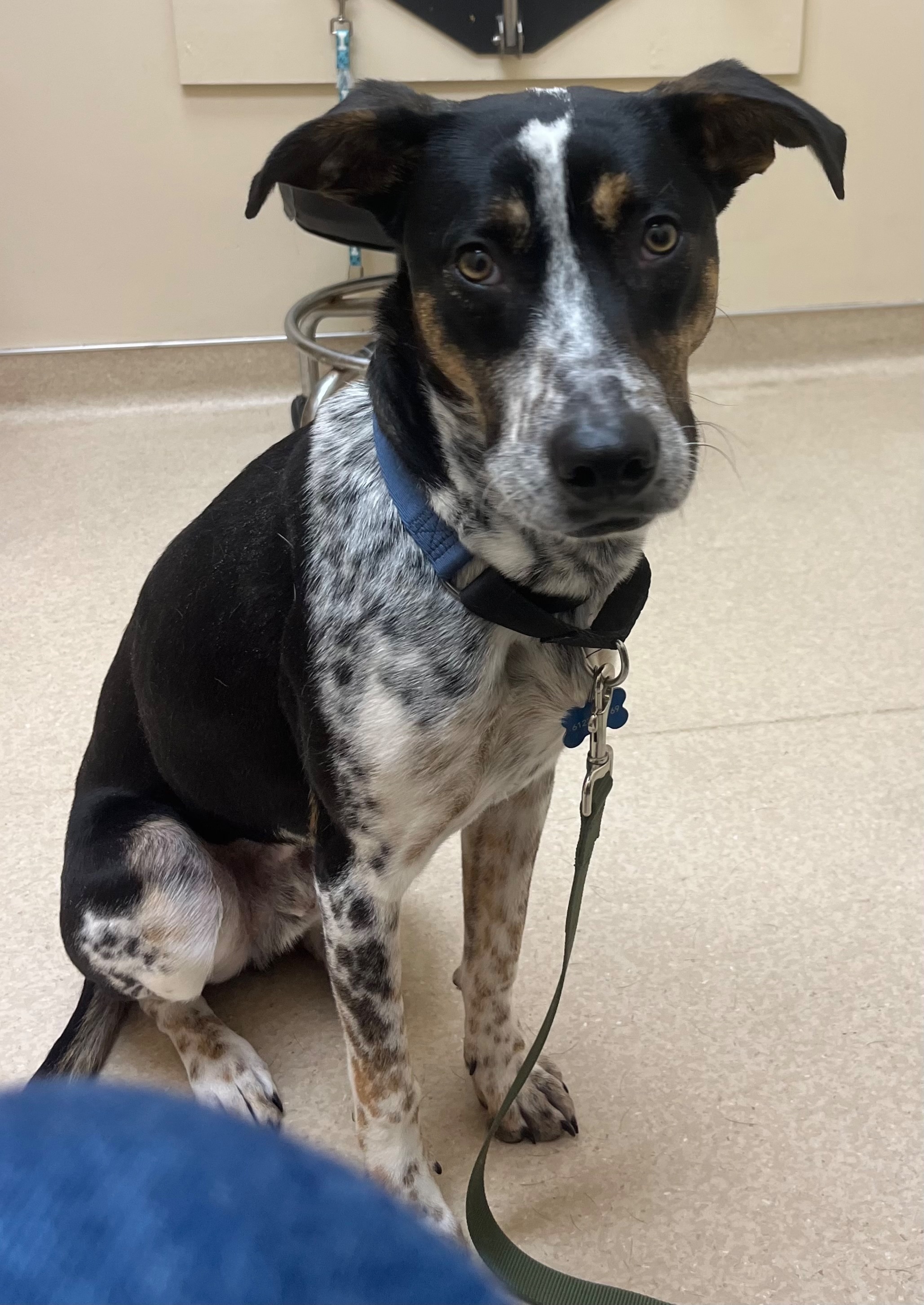 Lost: Black & White Cattle Dog in MPLS