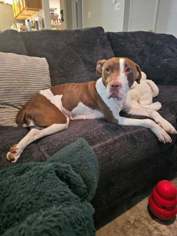 Timid Brown & White Dog Lost in Indy