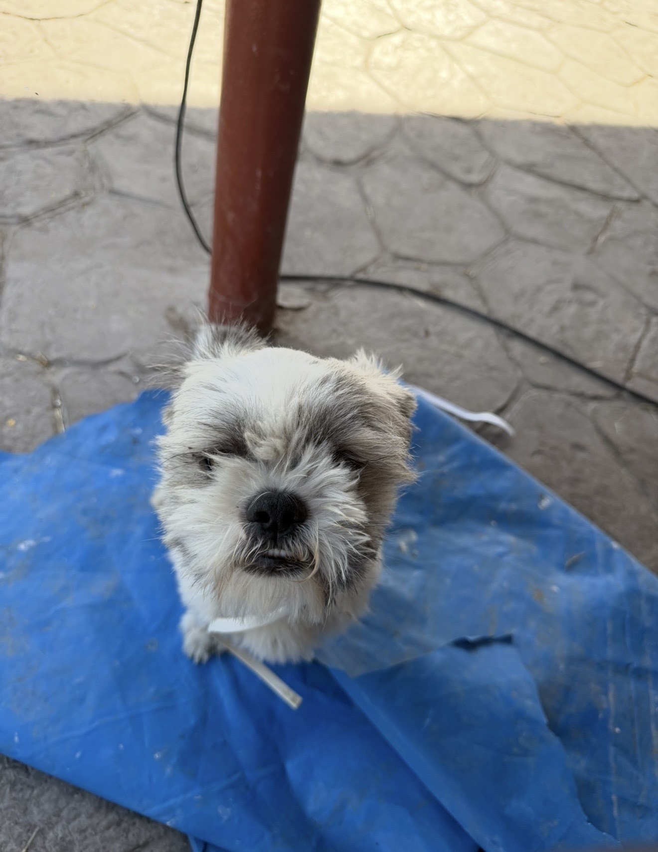 Lost Fluffy Tan Dog on Dedri Drive