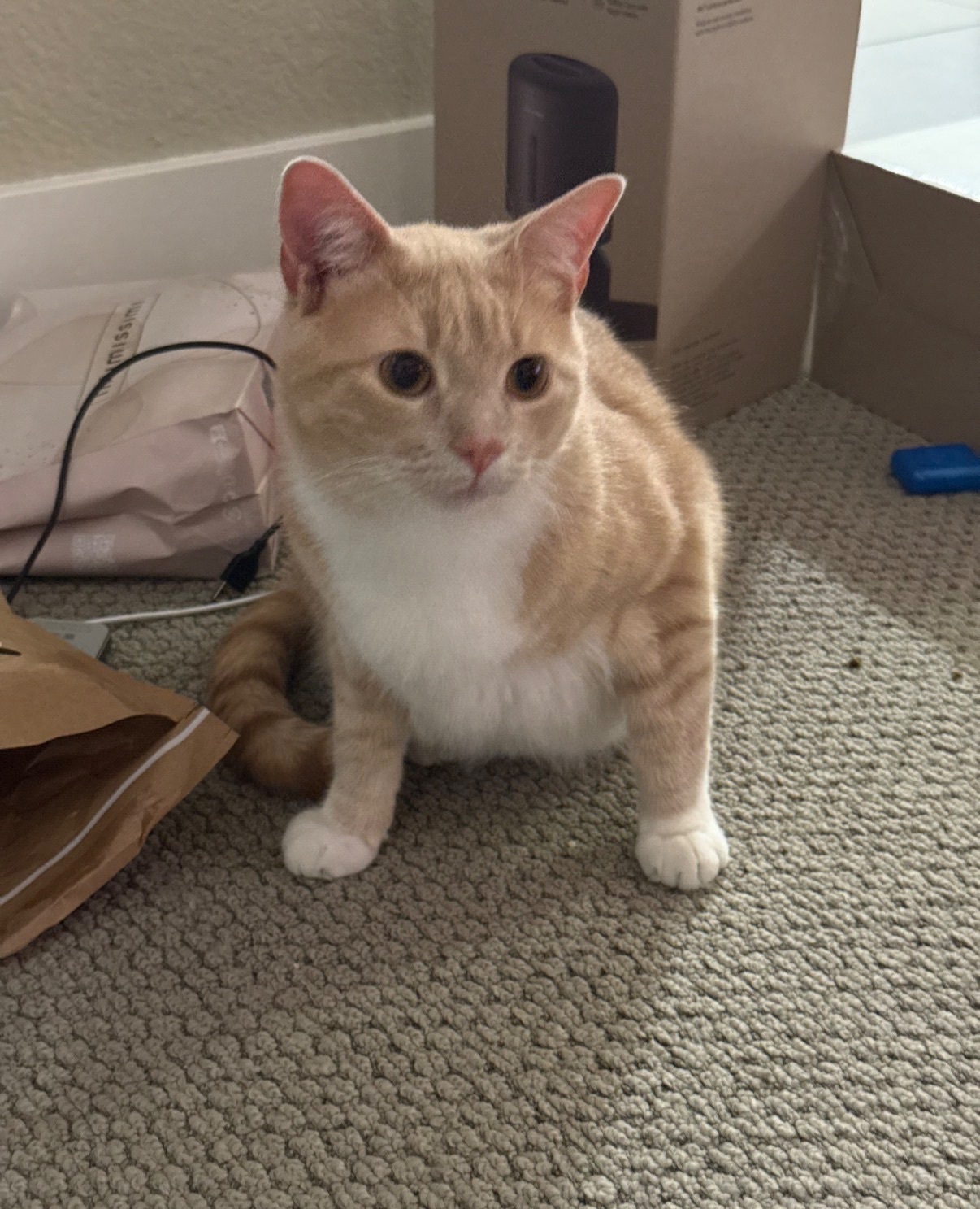 Lost: Large Skittish Orange Tabby Cat