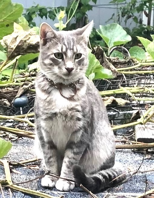 Help Find Aash: Missing Grey Tabby Cat