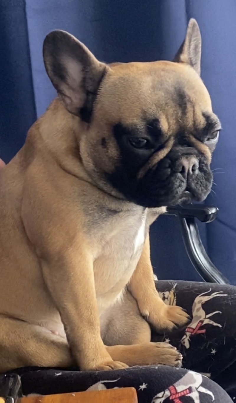 Missing Frenchie: Help Find Fawn!