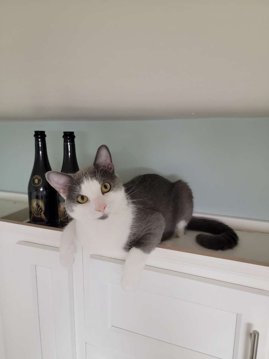 Lost: Large Gray & White Cat i...