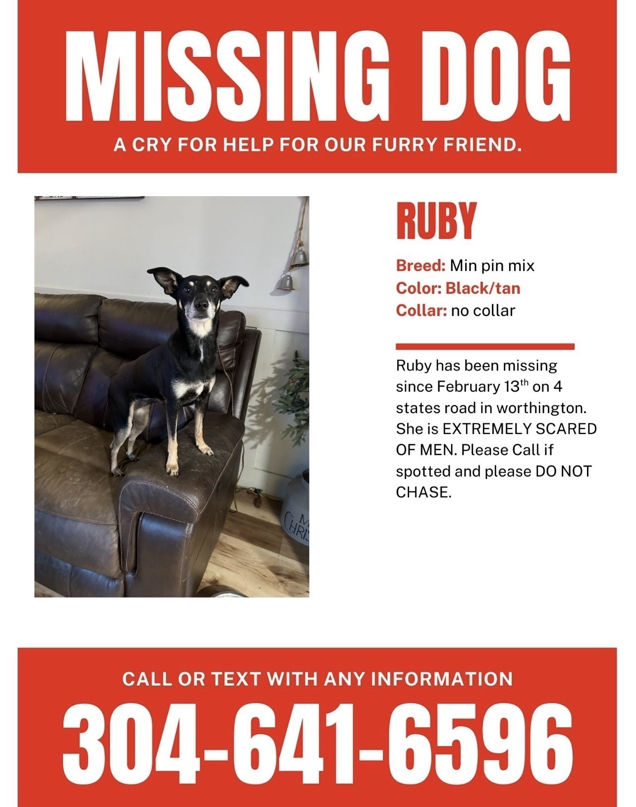 Missing Dog: Black with Silver Streak