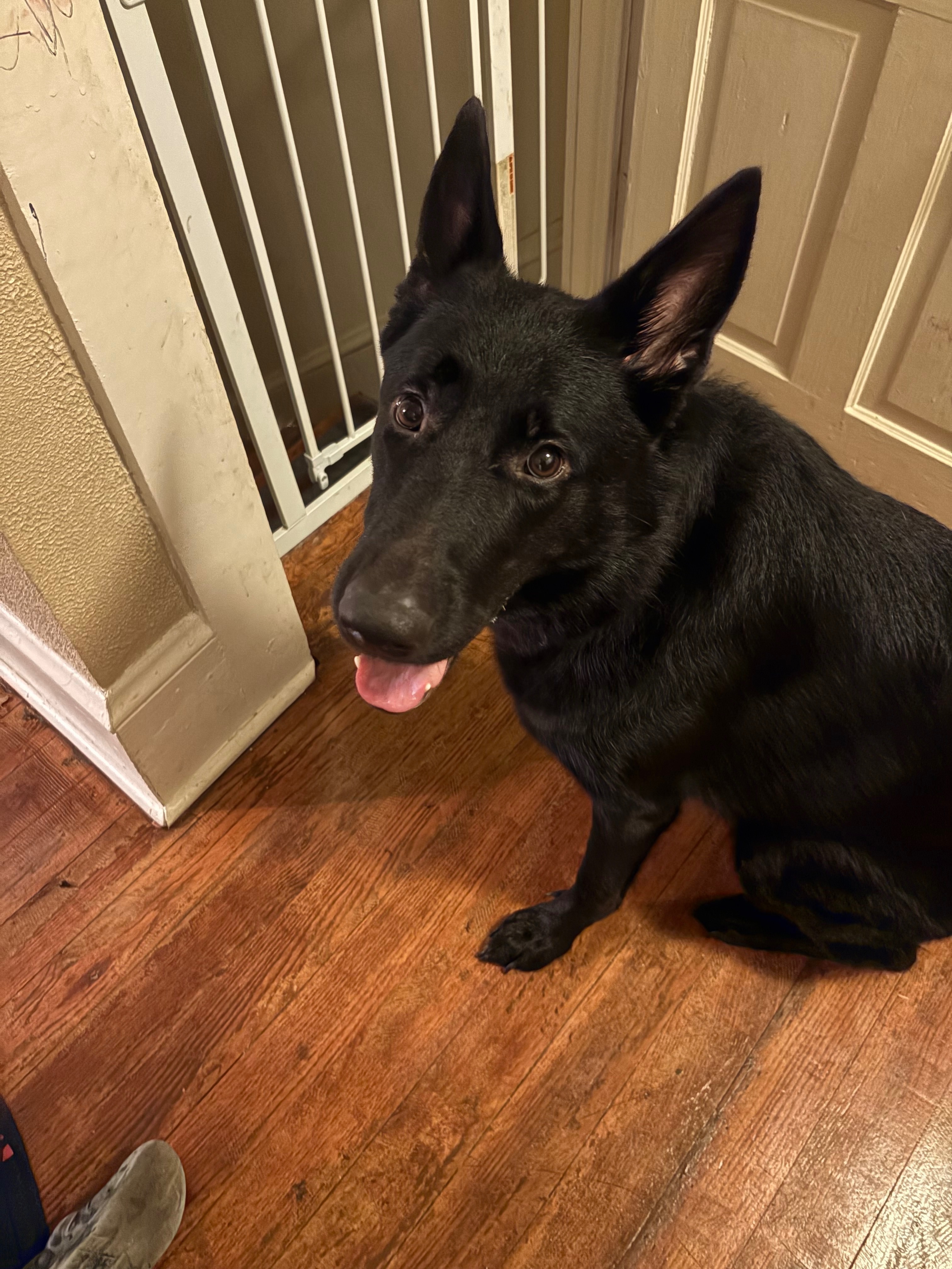 Missing: Black German Shepherd in NC