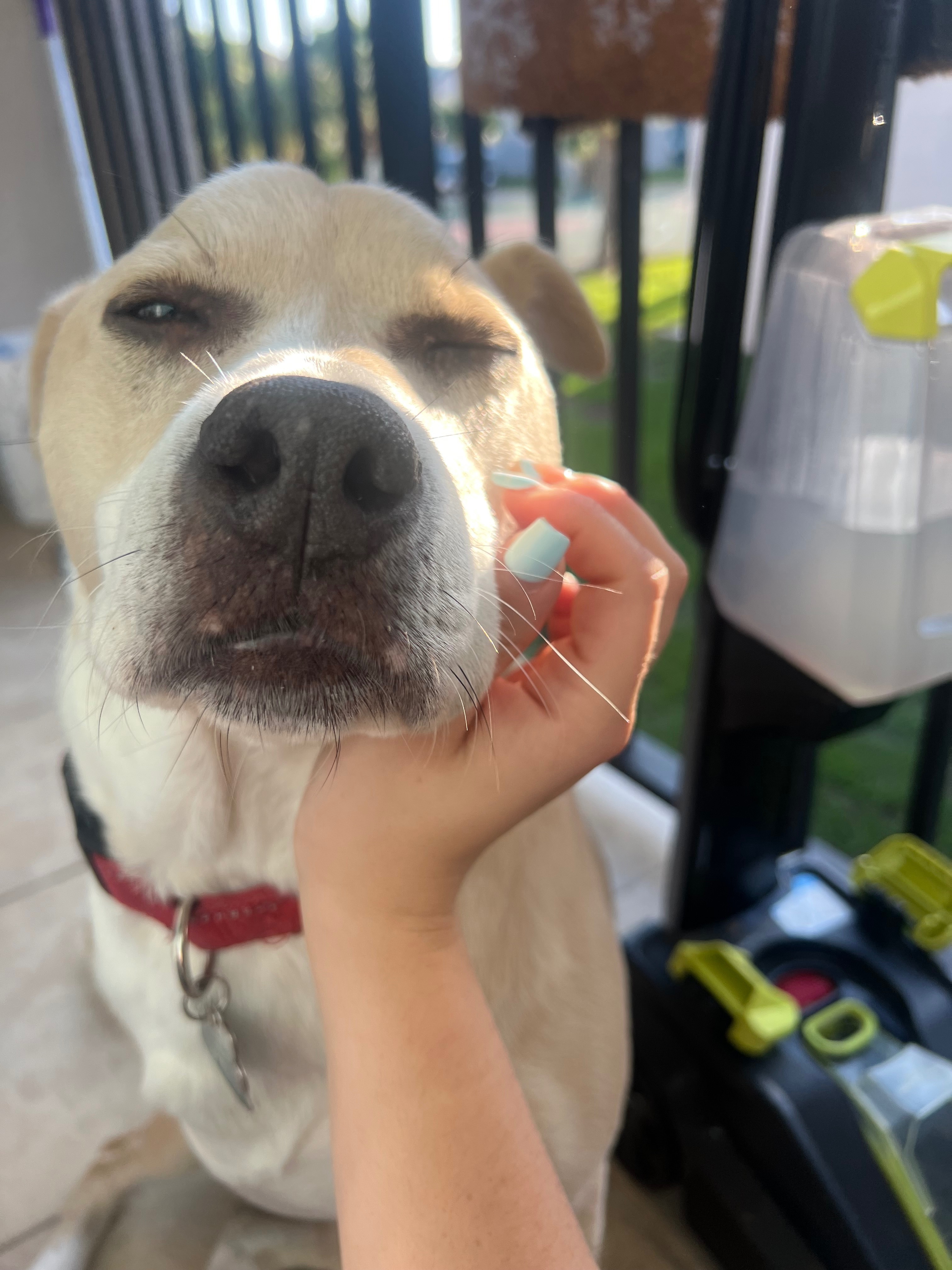 Help Find Cyrus: 3-Legged Dog Missing