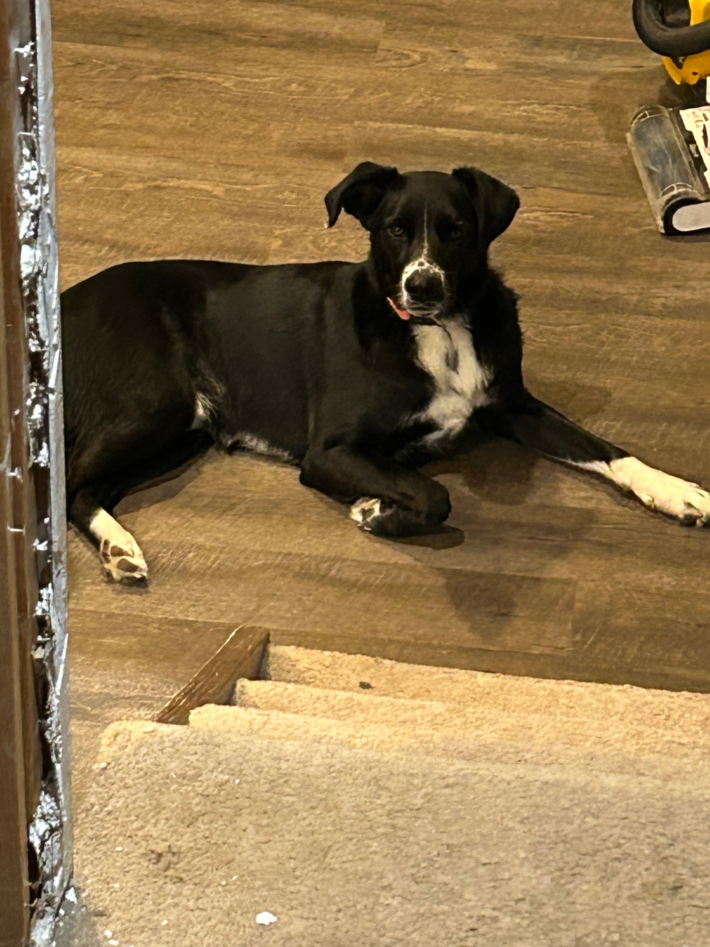 Lost Border Collie in Sacred Heart, MN