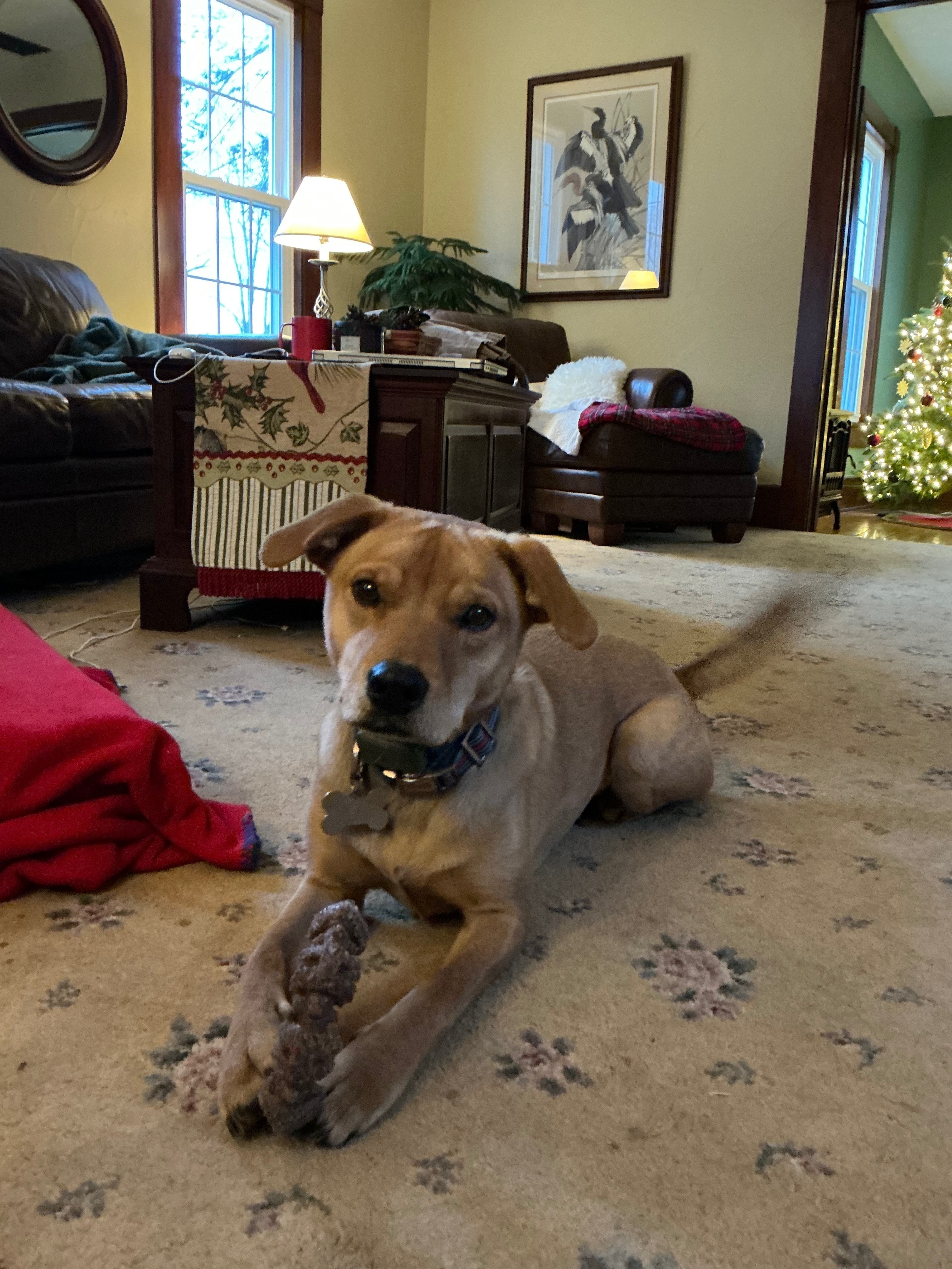 Lost Dog: Tan, 40lbs, Collar on 503 Rd