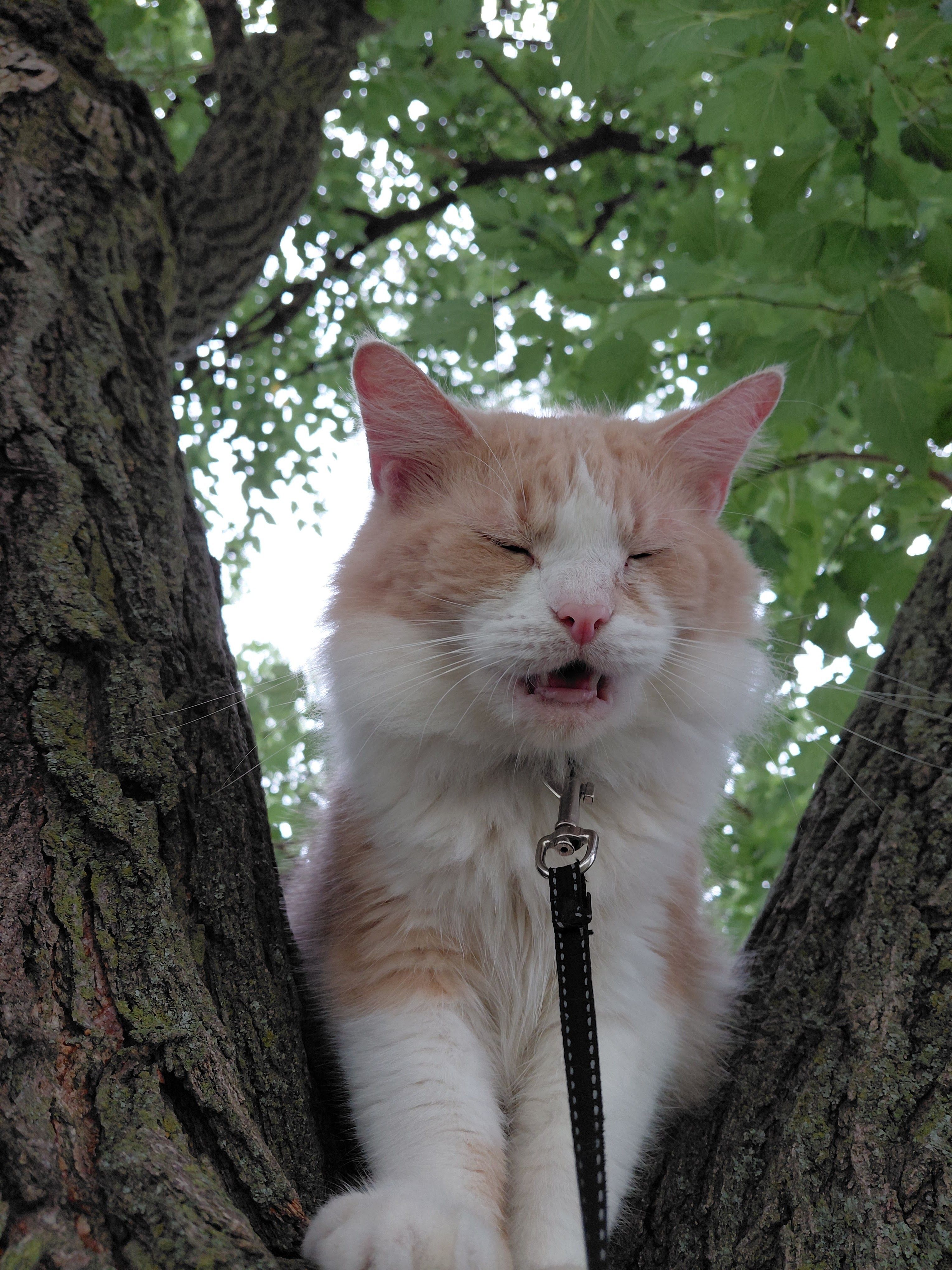 Lost Cat: Light Orange & White...