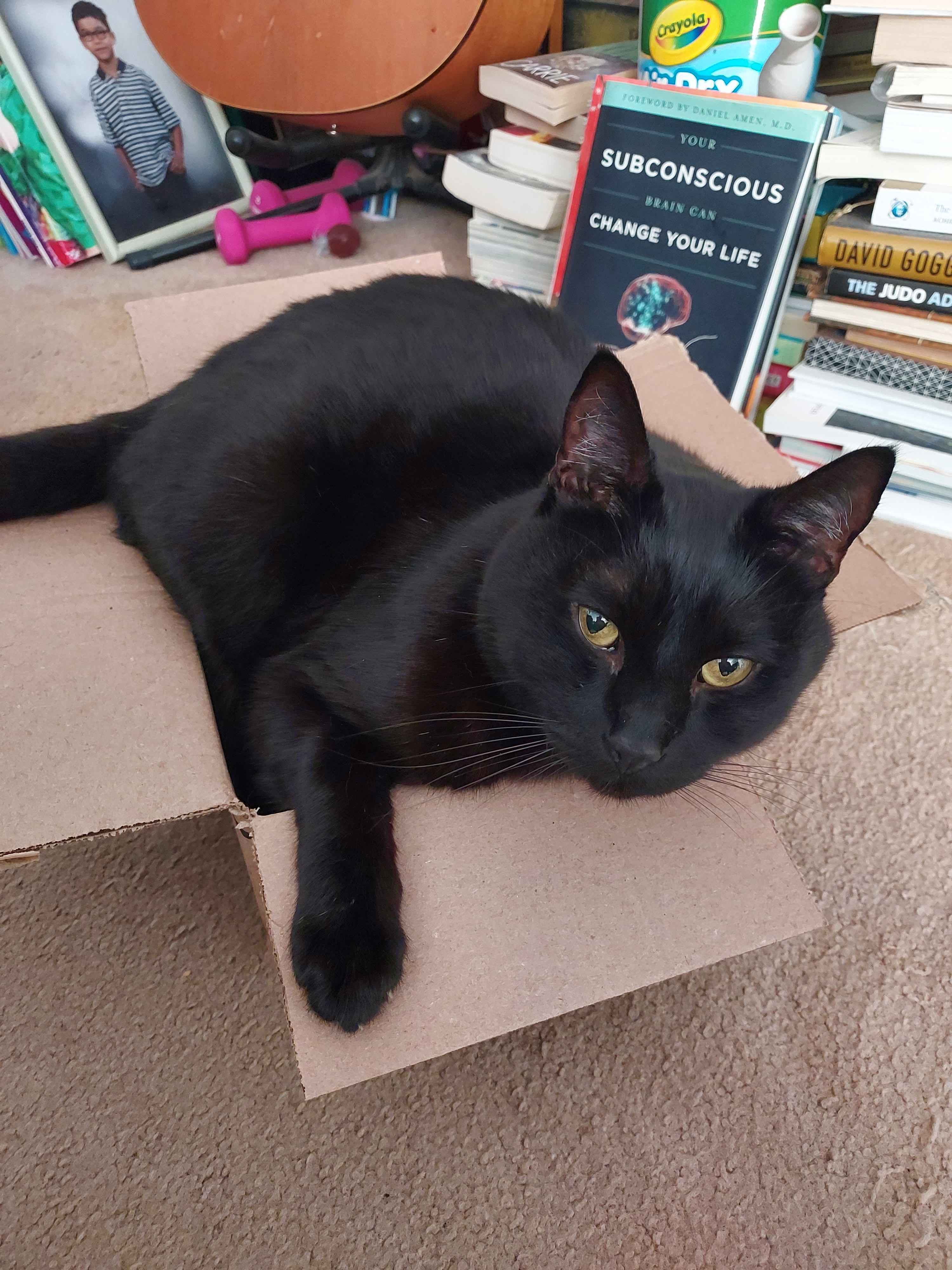Lost: Friendly Black Cat Named Midnight