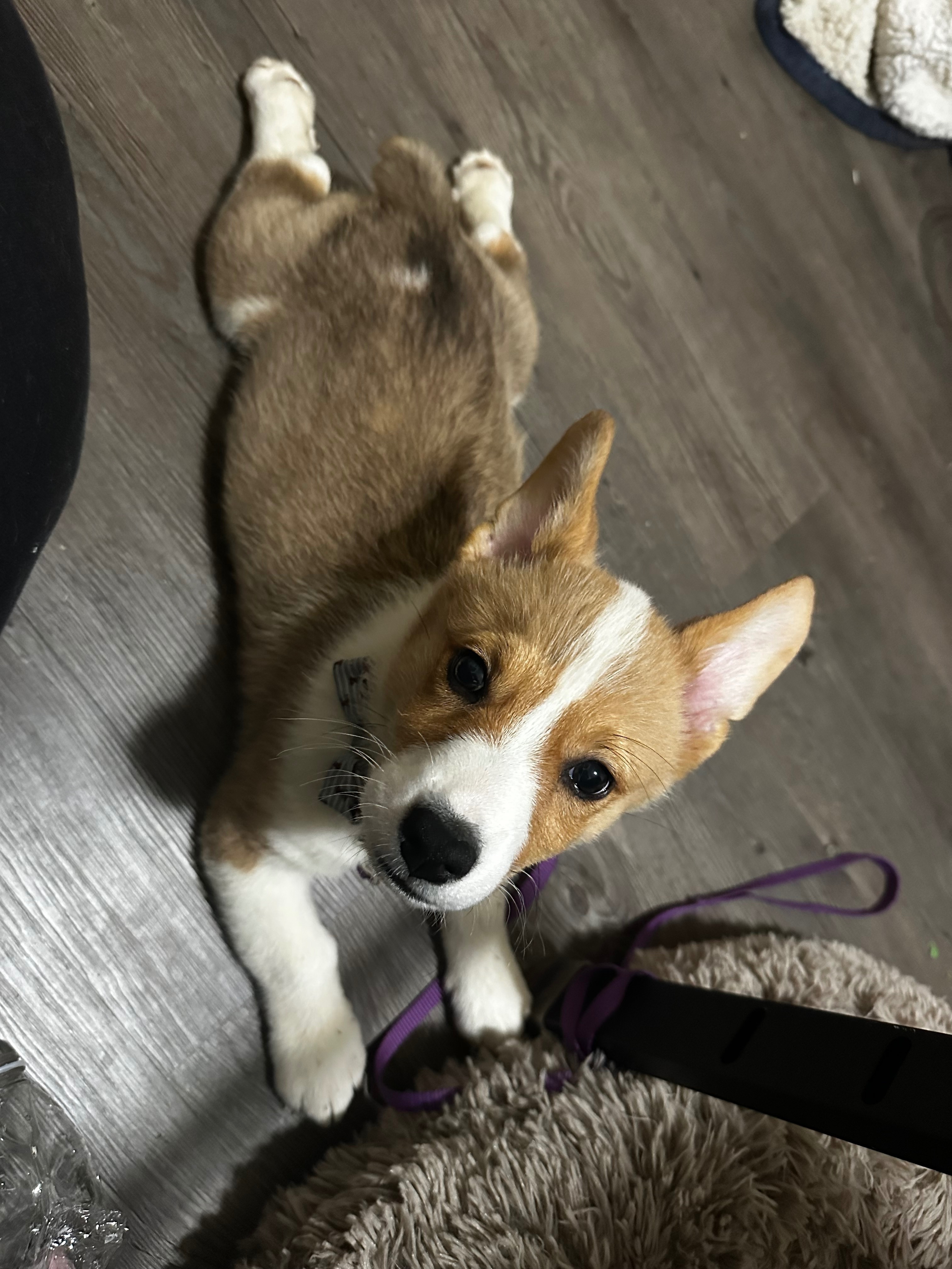 Lobster-Collar Dog Missing on Millers Mill