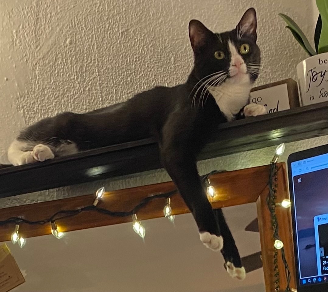 Missing cat, Clifton Heights