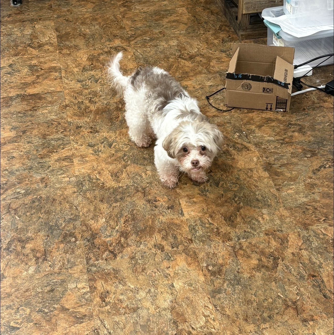 Lost Shih-Tzu/Maltese Mix in Houston