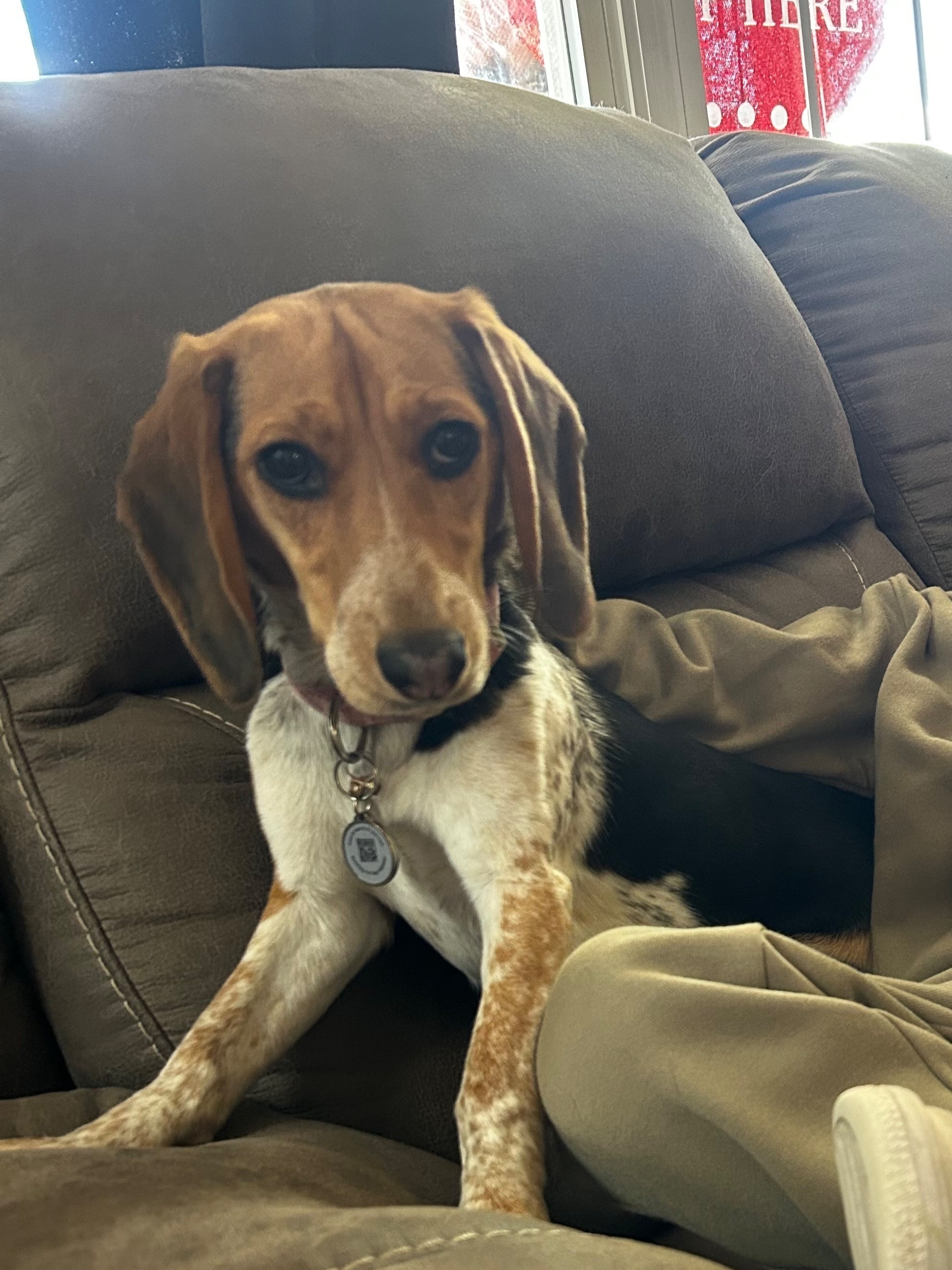 Lost Beagle Puppy in Georgetown Woods