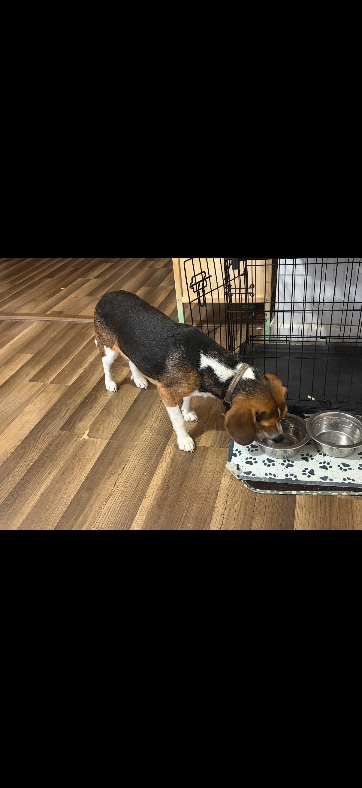 Friendly Beagle Missing on Stratford Ave