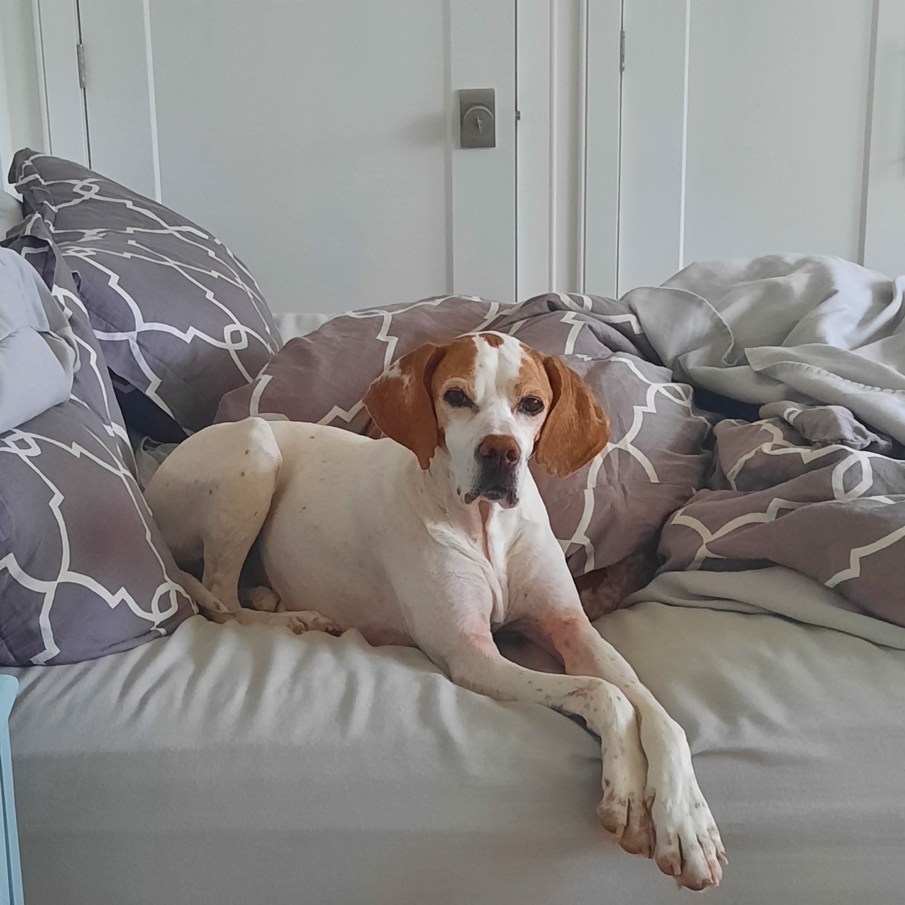 Lost Dog: Shy Pointer in Yellow Coat