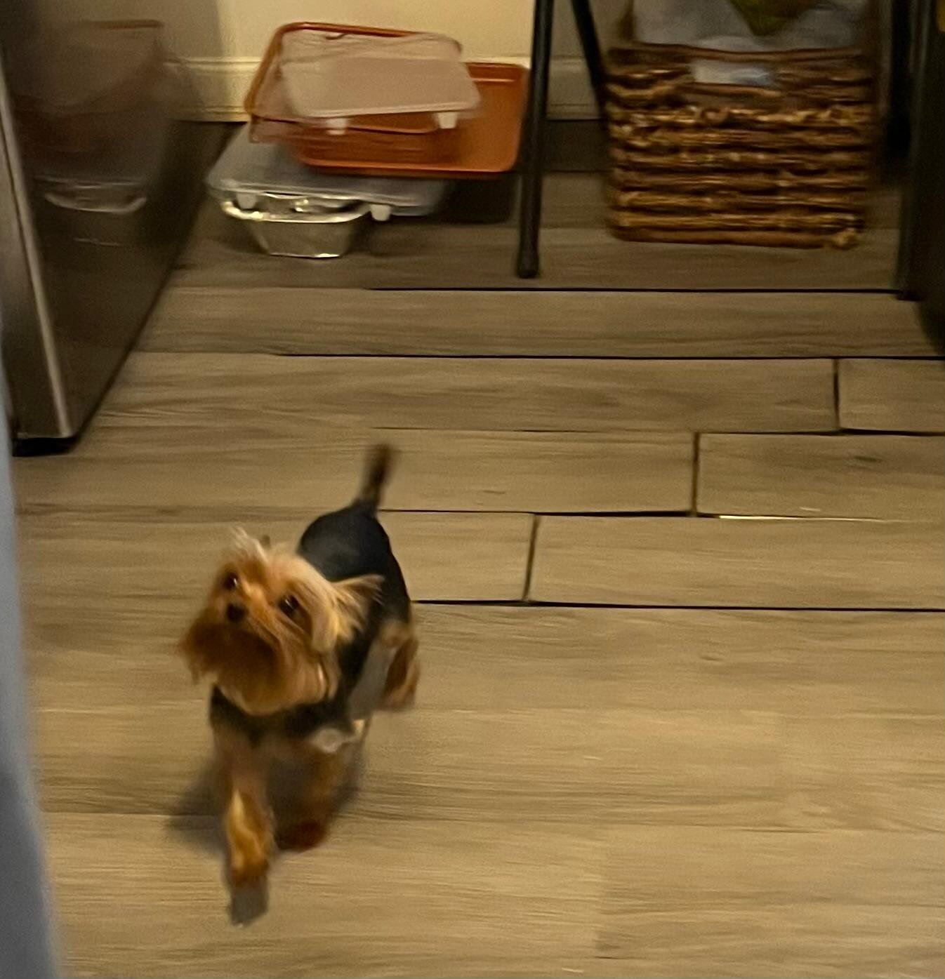 Lost Yorkie: Sky on Goddard Rd, Taylor