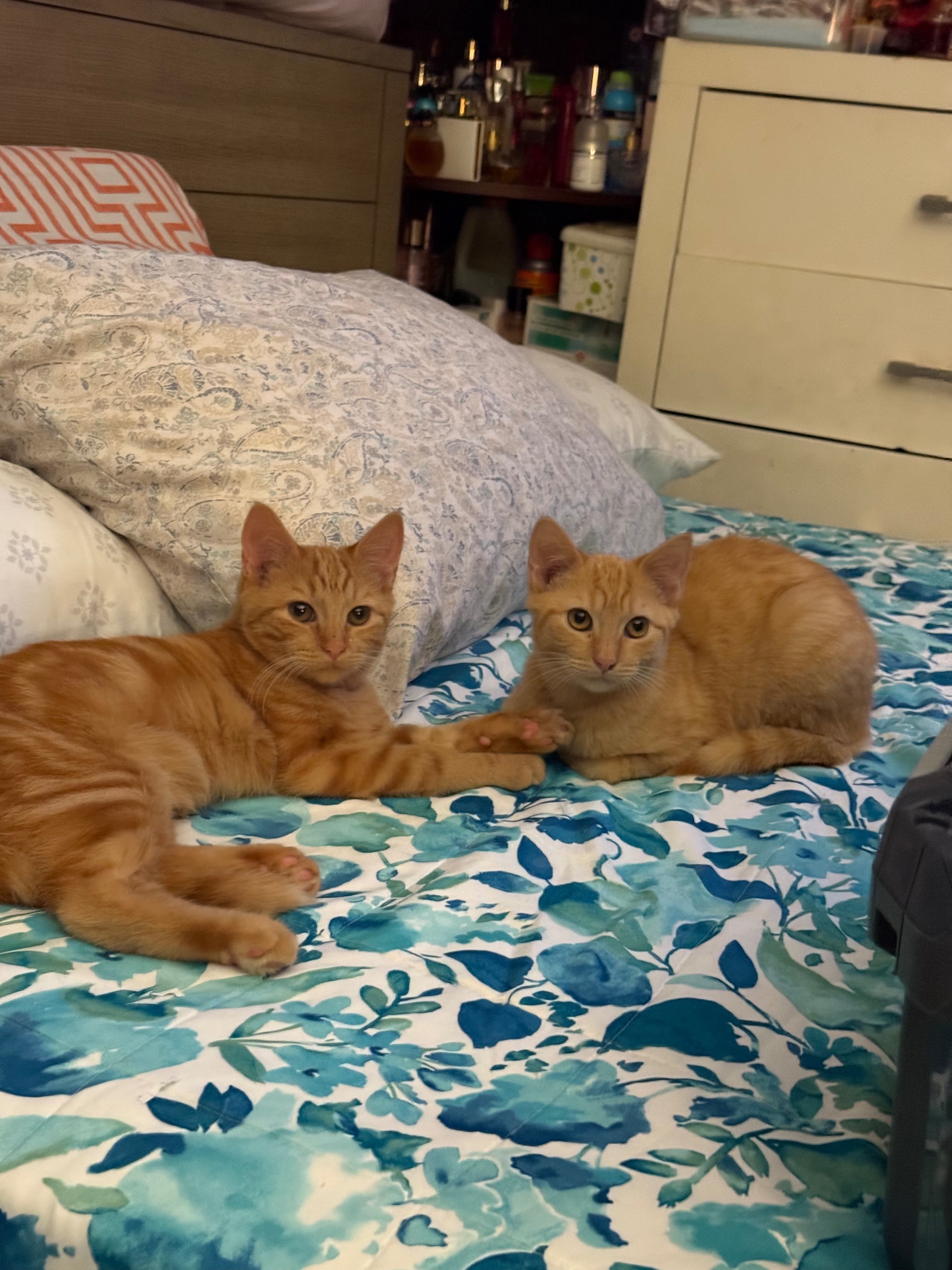 Help Find Pumkin: Missing Orange Kitten