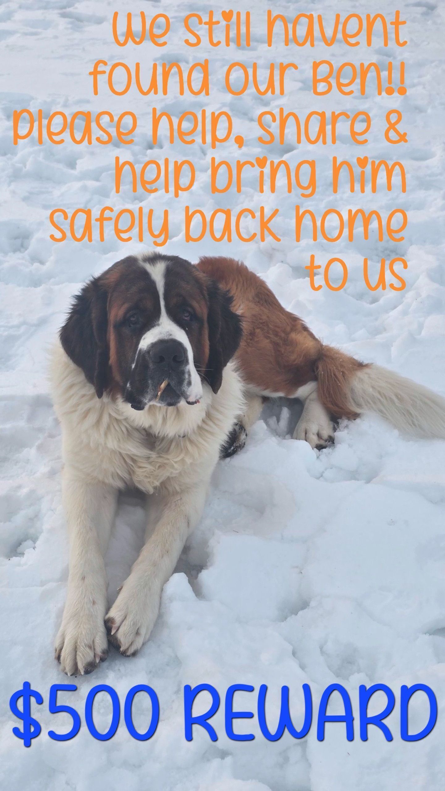 Lost Dog: White/Brown, Blue Collar, 5562