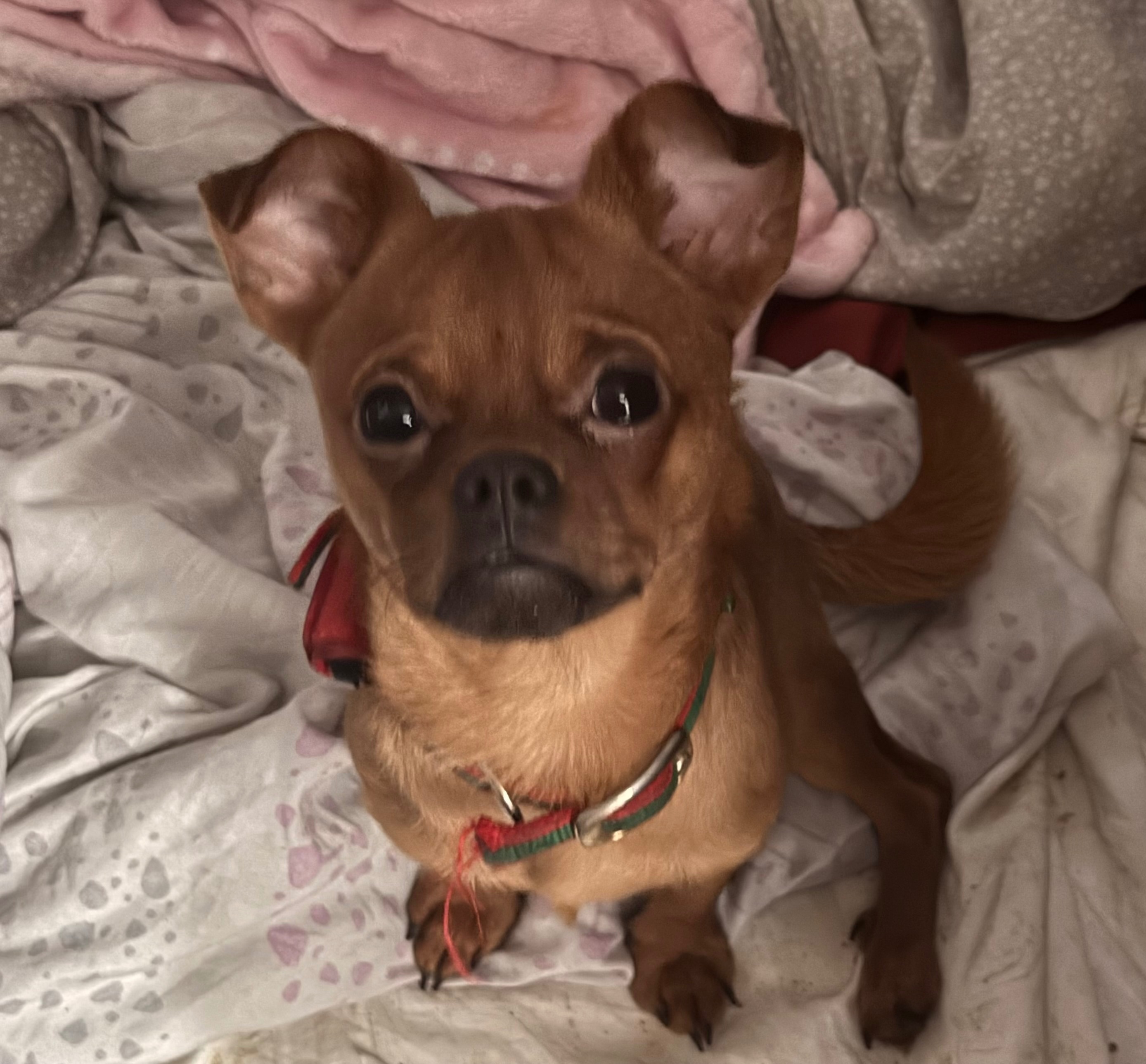 Lost Chorkie Mix: Red Collar in Tucson