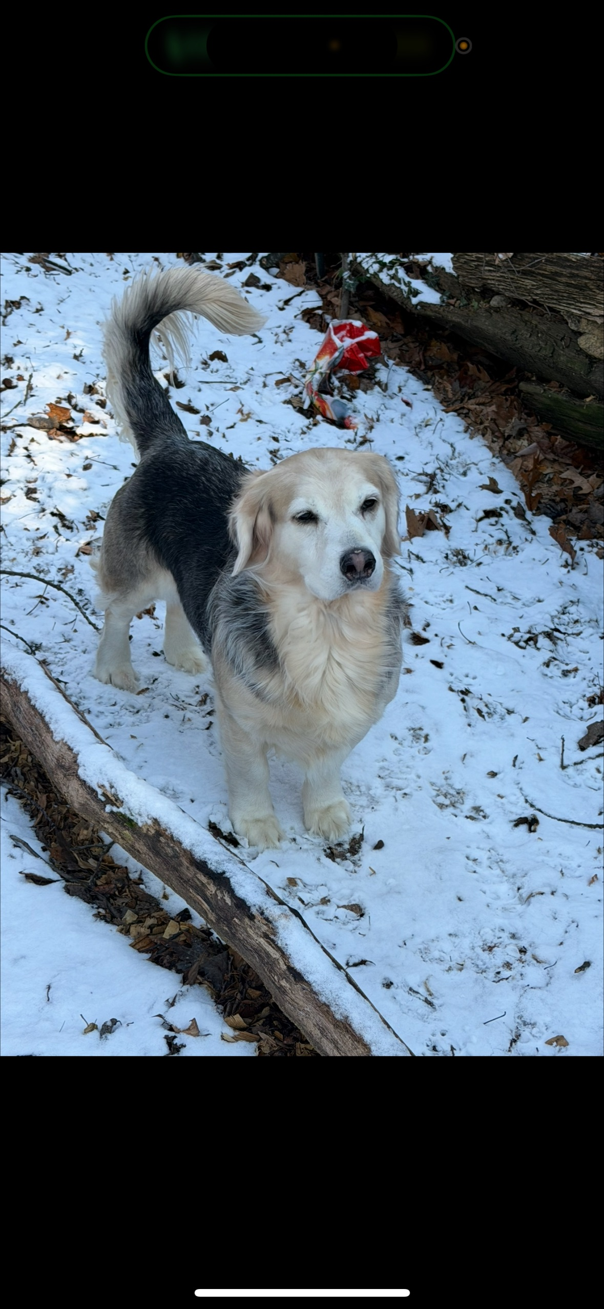 Lost Labrador Mix: Mine Hill Township