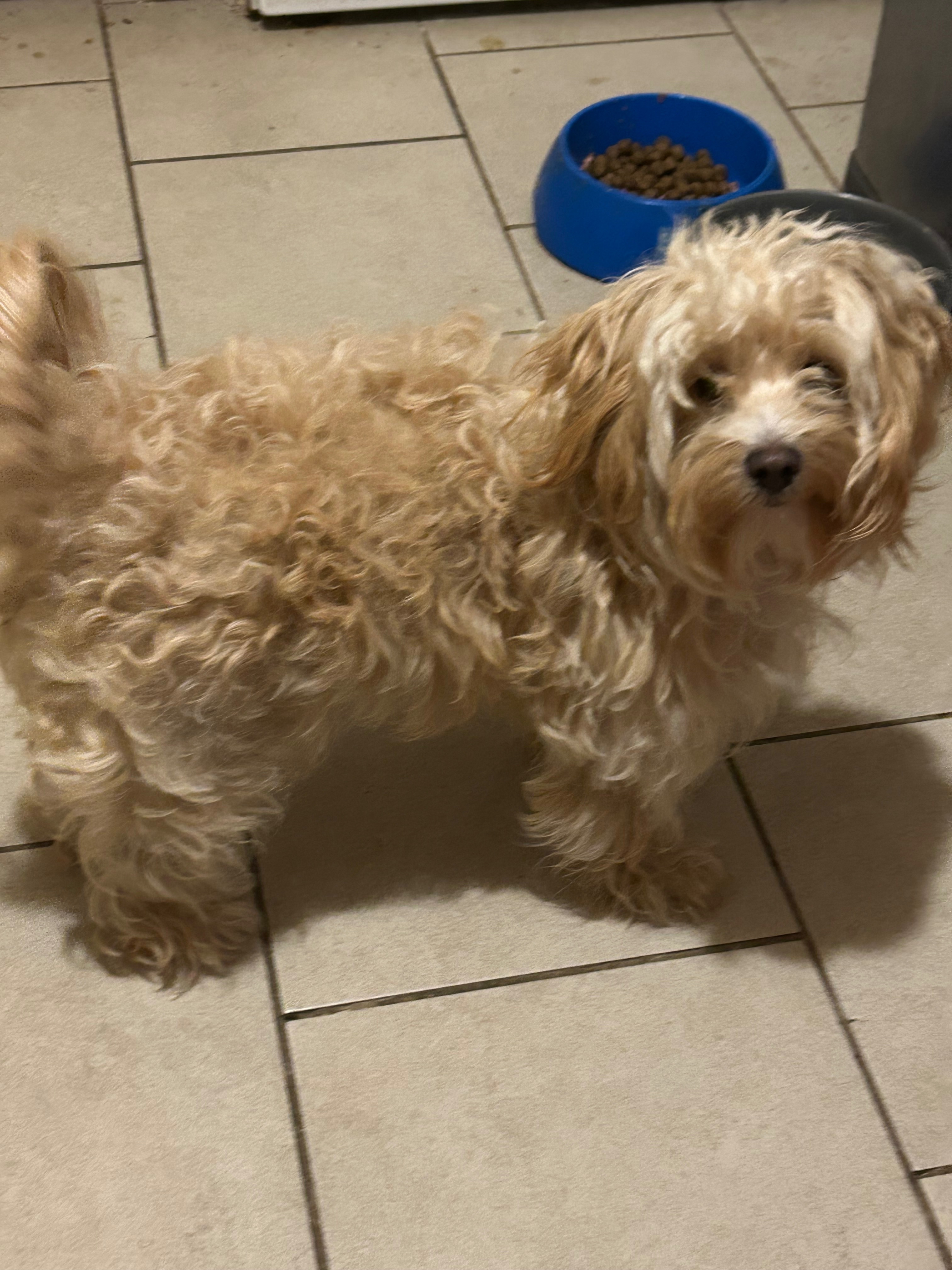 Fluffy Beige Dog Missing in Amityville