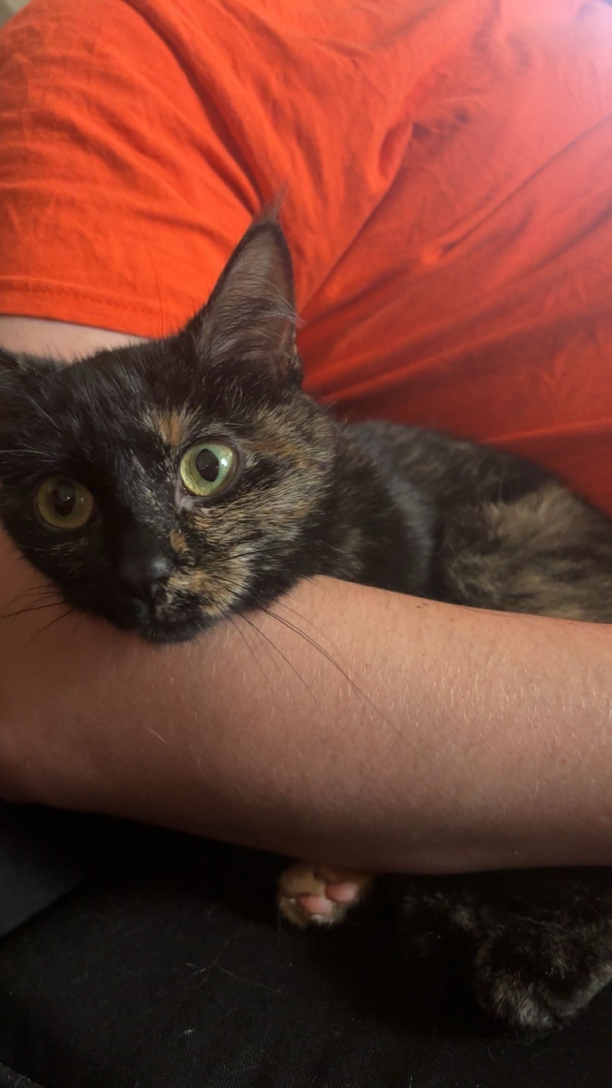 Help Find Zoey: Missing Cat in Dundalk