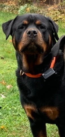 Lost Rottweiler: Red Collar, With Tail