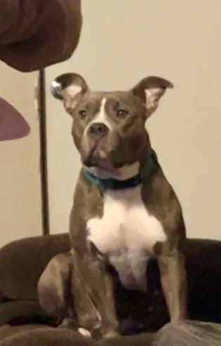 Lost Dog Maggie: Friendly, Needs Help!