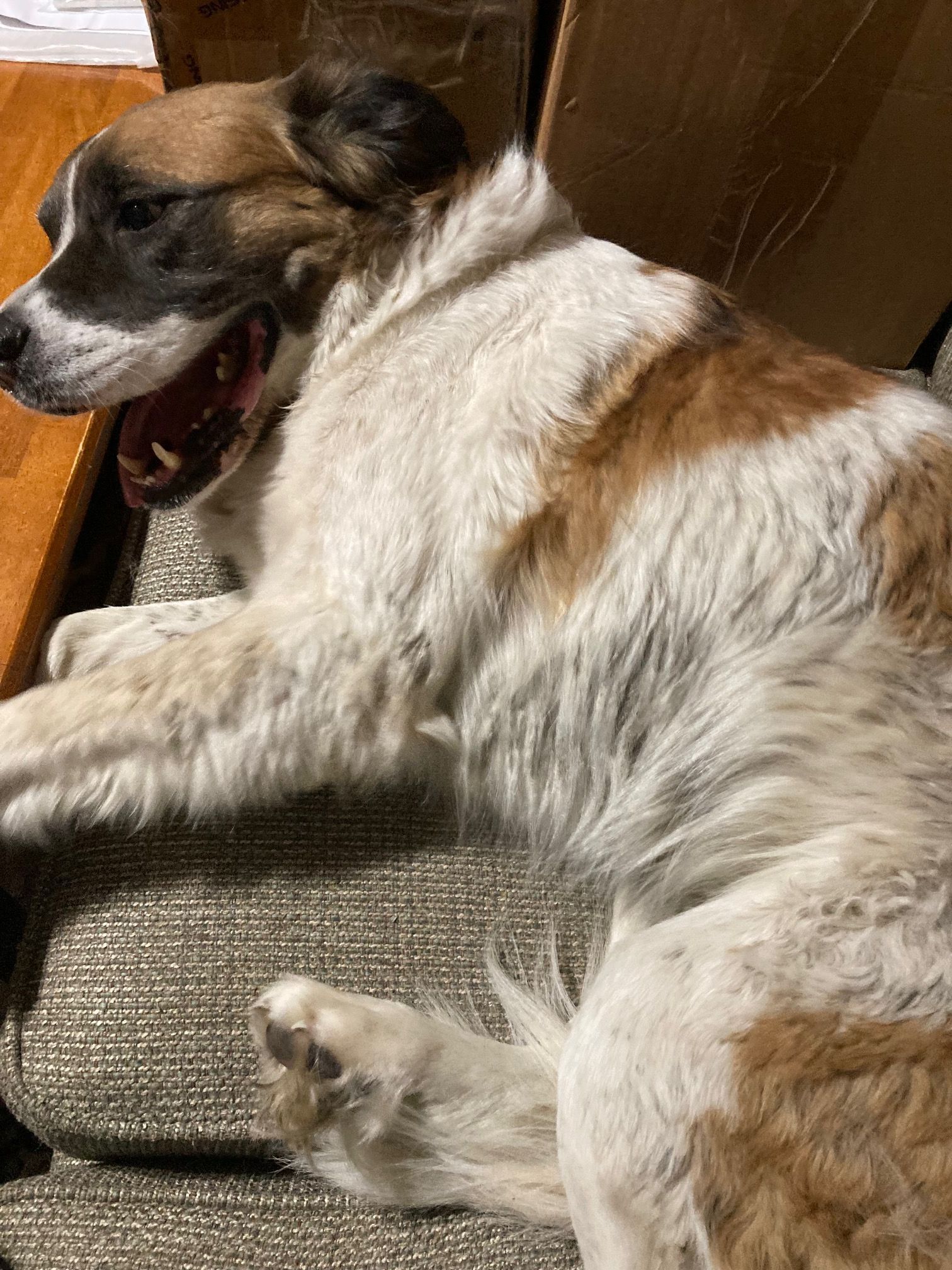Found Dog: Tricolor Long Coat in FL - photo